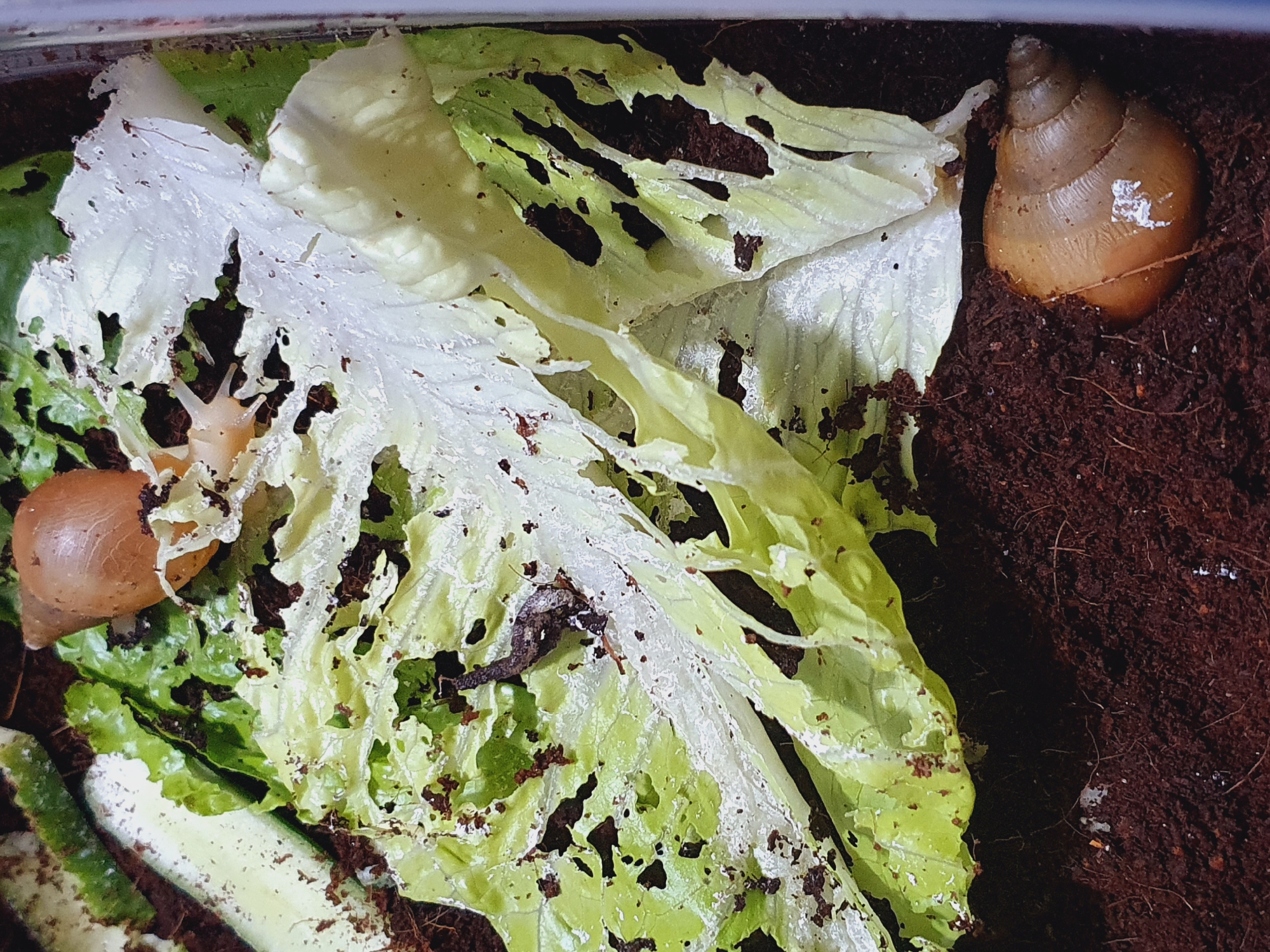 A top-down, medium shot captures snails and partially eaten lettuce leaves within a terrarium, likely located in Shiraz, Iran. The terrarium's substrate appears to be dark, loose soil, possibly coco fiber, with scattered white particles. Two snails are visible: one, a light brown shell, is positioned in the lower right corner of the frame, nestled in the soil. Another snail, a similar light brown hue, rests on a piece of lettuce in the upper left quadrant. The lettuce leaves are significantly damaged, with numerous irregular holes and frayed edges, suggesting they are being consumed. Parts of a sliced cucumber are also present on the left side of the image. A small, dark-colored creature, possibly another invertebrate, is seen on a torn section of lettuce in the center of the frame. The lighting is slightly diffused, casting subtle shadows. The overall scene is one of a controlled environment for small creatures, featuring their food and habitat.