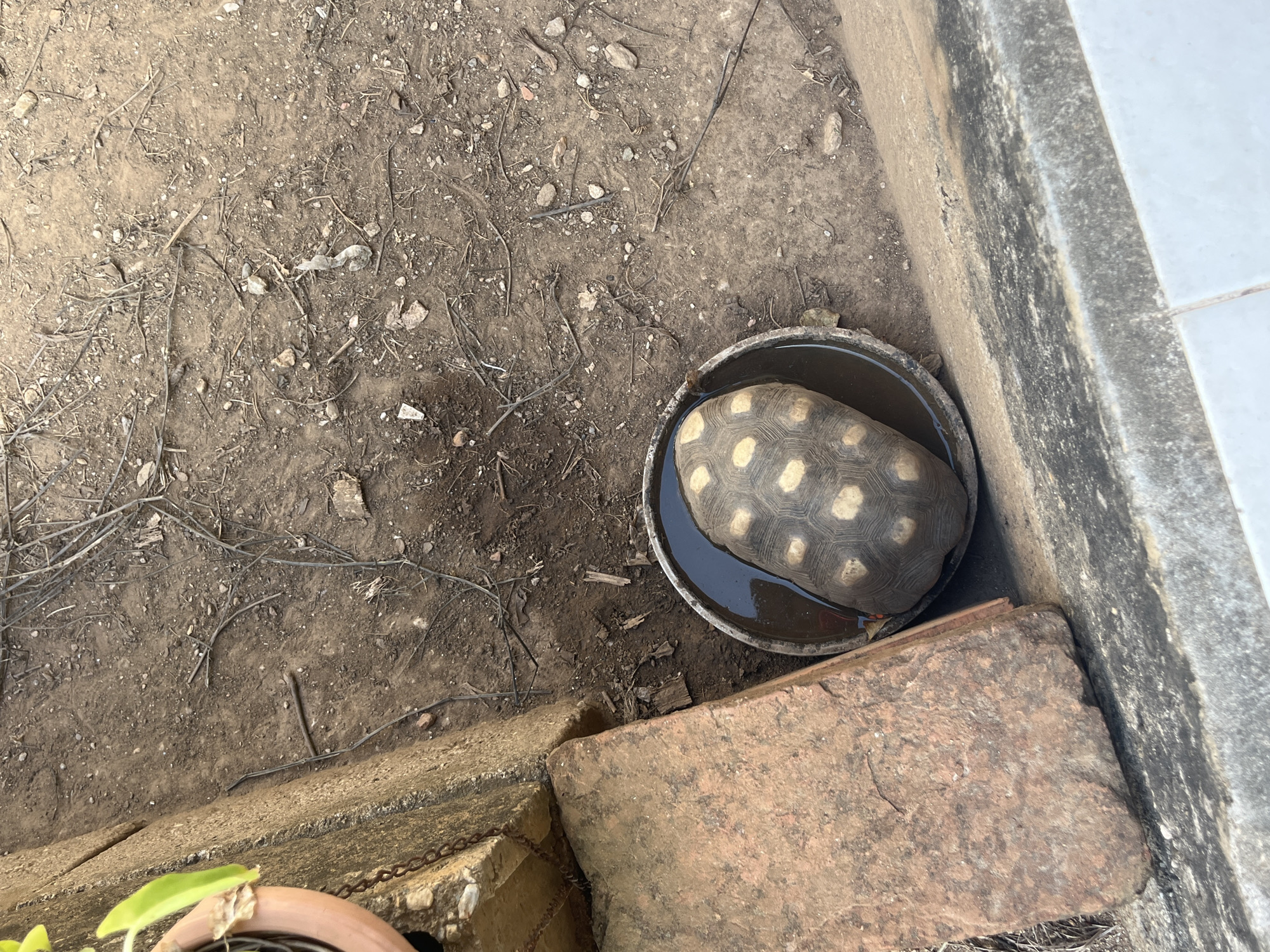 A tortoise is partially submerged in a shallow dish of water, which sits on a patch of dry, dusty earth. The tortoise's shell, a patterned mosaic of brown and yellow, is visible above the waterline. Surrounding the dish are rough, red bricks and concrete structures, suggesting an outdoor, possibly urban or semi-urban environment. Dry twigs and debris are scattered across the ground, and a potted plant with green leaves is visible in the upper left corner. The overall scene is one of arid conditions, with a focus on the tortoise's interaction with the water source. This setting is consistent with an outdoor area in Juan Griego, Venezuela, where such conditions are common.