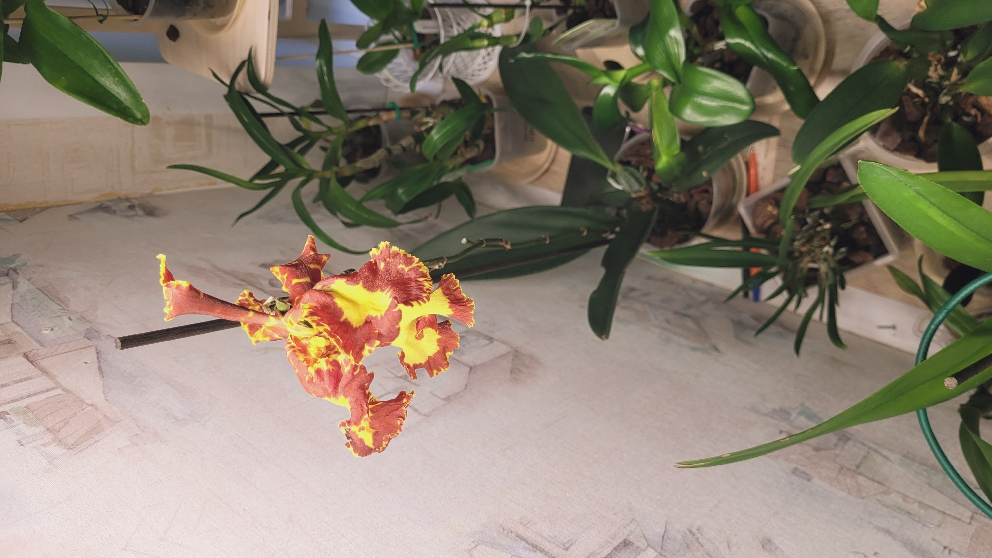 An overhead, close-up shot captures a vibrant orchid bloom with ruffled, fiery red and yellow petals against a textured, light-colored wall. The orchid, supported by a thin, dark stake, is the focal point, with its intricate patterns of color drawing the eye. To the right, a collection of other potted orchids with lush green leaves fills the frame, arranged on tiered wooden shelves. The background wall has a subtle, abstract pattern, possibly wallpaper or a painted mural, adding a touch of artistic depth to the scene. The overall impression is one of a well-maintained indoor garden, showcasing the beauty of these exotic flowers.