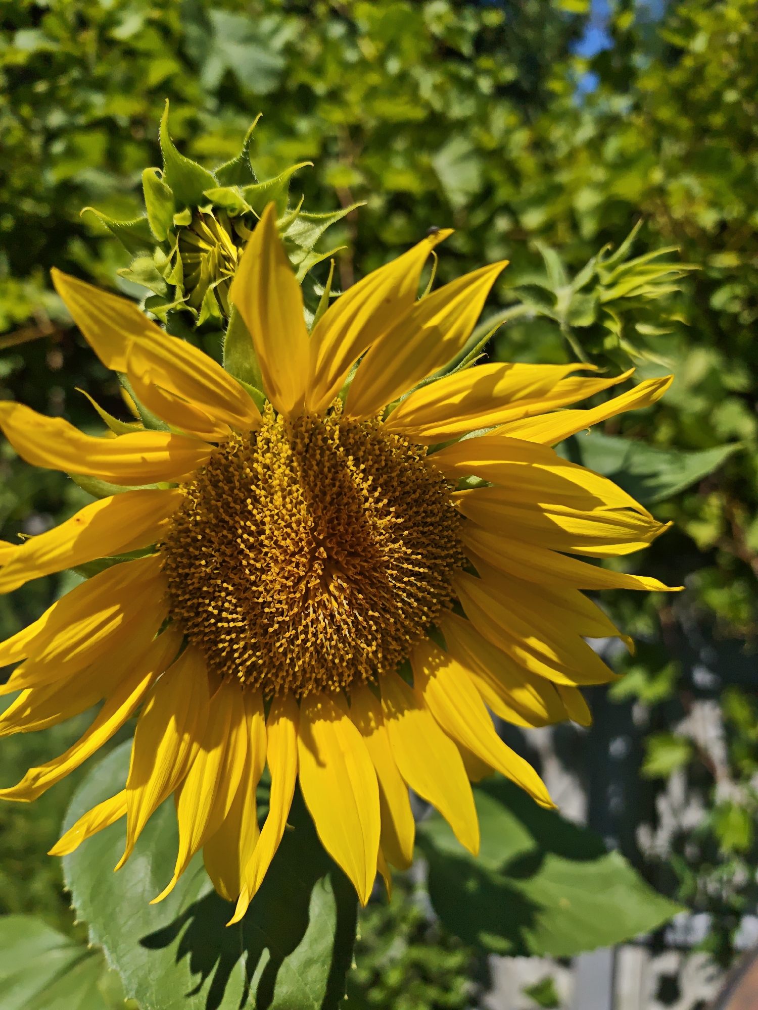 A close-up, eye-level shot captures a vibrant yellow sunflower in full bloom, its petals reaching outward against a backdrop of lush green foliage. The sunflower's center is a dark, textured disc of seeds, and its petals are sharply defined by the bright sunlight, casting distinct shadows on the surrounding leaves. To the left of the main flower, a smaller, unopened sunflower bud is visible, its green sepals tightly enclosing the nascent bloom. The background consists of a dense canopy of leaves, with hints of blue sky peeking through at the top right. The overall scene suggests a warm, sunny day in a garden or natural setting, likely in Parkhomivka, Ukraine.