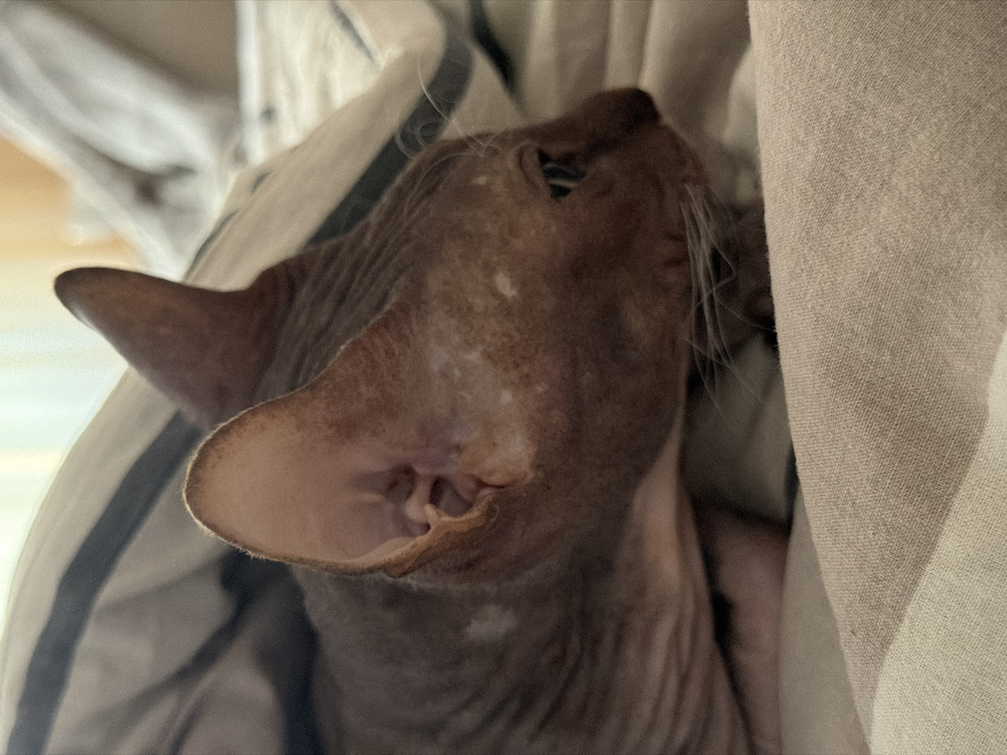 A close-up, side-view, medium shot of a hairless cat is visible, nestled under striped bedding. The cat's head is in profile, facing to the right. Its large ears are prominent, and the skin is visible with some lighter-colored patches. The bedding appears to be made of a soft fabric, possibly cotton or linen, with alternating dark grey and light grey stripes. The background is blurred, suggesting the image was taken indoors, likely in a domestic setting. There is no indication of the location within Izhevsk, Russia.