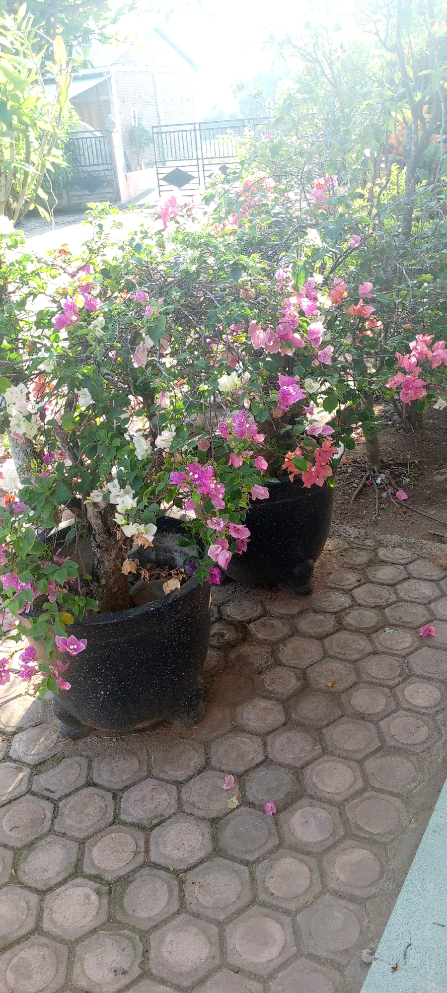 Two large, black, textured planters containing flowering bougainvillea bushes are positioned on a hexagonal paver patio. The bougainvillea bushes display a vibrant mix of pink, white, and orange bracts. The patio extends towards a background that features a brick building with a metal gate, partially obscured by the foliage. Sunlight filters through the leaves, creating bright highlights and shadows. The scene is outdoors, likely in a residential or public garden area within Baratpayaitek, Indonesia, given the visual cues of the architecture and plant life. No people are visible in the frame.