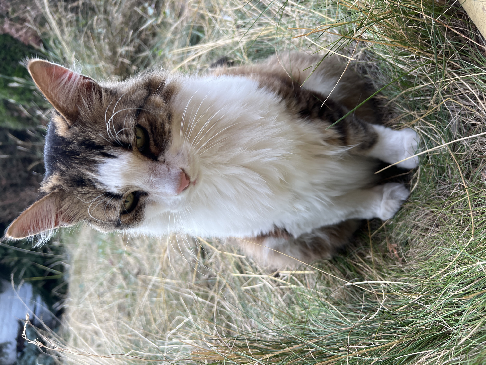 A medium shot shows a cat sitting in dry grass with some green grass around it. The cat has brown, white, and black fur. It is looking down with its eyes partially closed. The cat's ears are pointed upwards. The background is blurred and appears to be foliage. The location is specified as Fontanka, Ukraine.