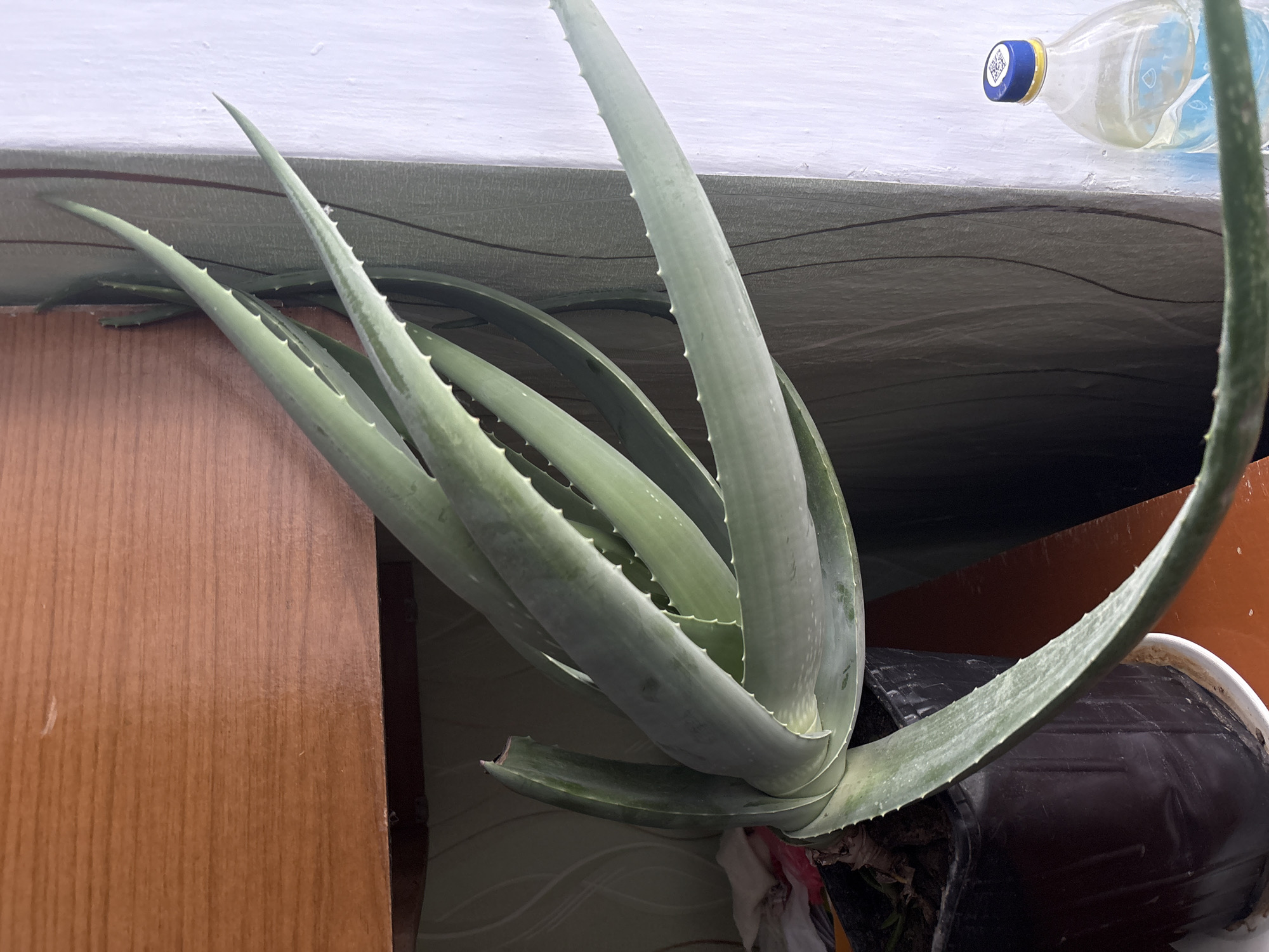 A medium shot reveals an aloe vera plant, its thick, spiky leaves protruding upwards and outwards, suggesting robust health. The plant resides in a black plastic pot, which is situated on an indeterminate surface with a patterned covering. To the plant's left stands a section of a wooden cabinet, its surface smooth and unadorned. Above the plant, a white surface stretches across the frame, marred by stains or imperfections. A partially visible plastic bottle of water rests on this upper surface. The location is Пожарское сельское поселение, Ukraine, but there is nothing in the image to confirm this.