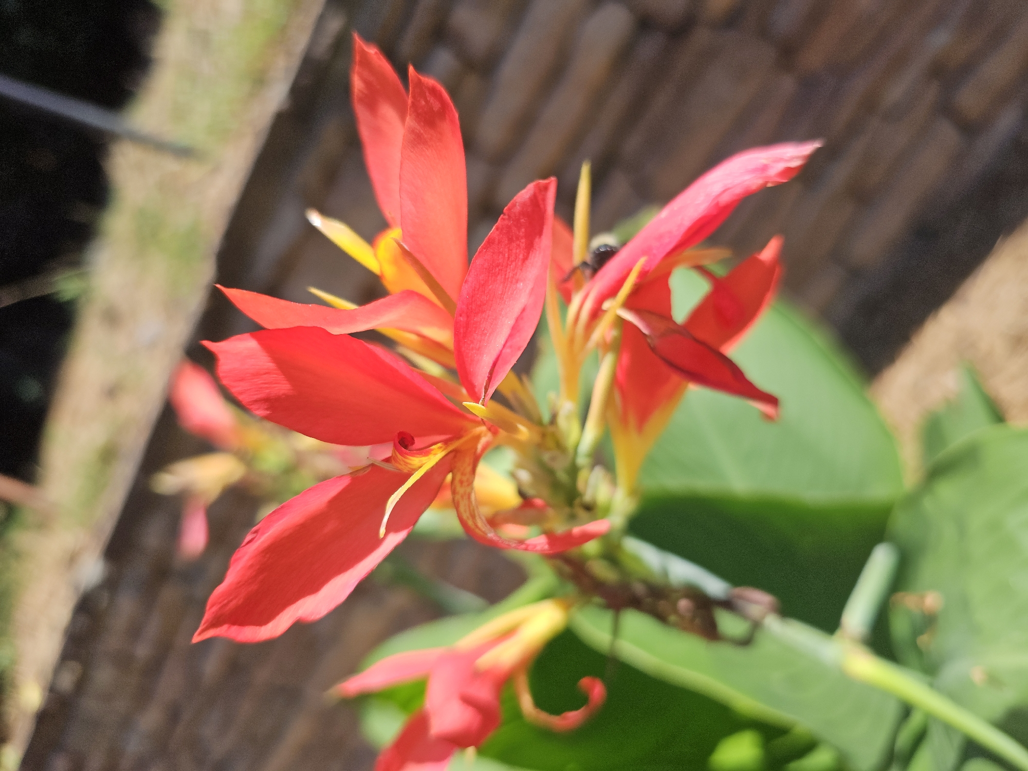 A close-up, eye-level, outdoor shot focuses on vibrant red Canna Lily flowers with hints of yellow and orange in their centers. The flowers are in bloom, with several petals unfurling. In the background, a blurred brick wall and green foliage suggest a garden or landscaped area. The lighting indicates it is daytime, with sunlight casting shadows. The image does not contain any people or specific landmarks that would indicate its location in Marietta, United States.