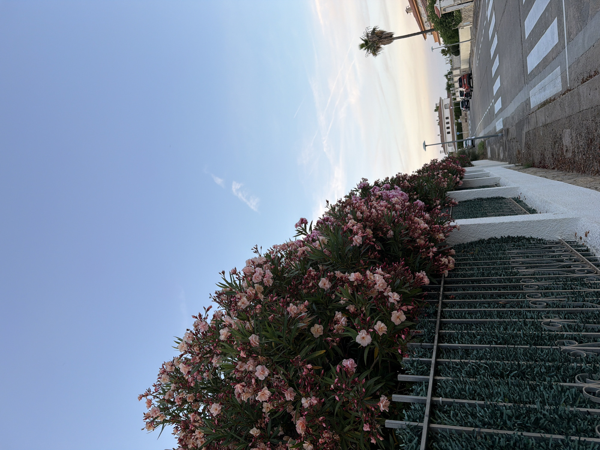 The image captures a street scene in Mont-roig del Camp, Spain, characterized by a clear sky with faint contrails. A dense oleander bush, laden with pale pink flowers and green leaves, dominates the left side of the frame, extending over a white-plastered wall and a metal fence. The street itself features a pedestrian crossing, a sidewalk, and parked cars on the right side. A tall palm tree stands in the background, adjacent to residential buildings. The overall impression is that of a quiet, residential street during daylight.