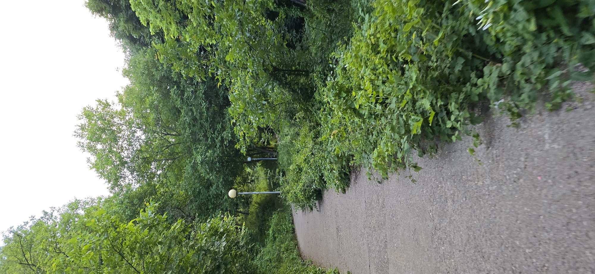 The image depicts a paved pathway curving through a lush green park in Vratsa, Bulgaria. Dense foliage, characteristic of deciduous trees and undergrowth, lines both sides of the path. In the background, two lampposts are visible, one with a spherical light fixture and another smaller one behind it. The sky above is overcast and bright white, suggesting a cloudy or hazy day. The pathway itself appears to be made of concrete or asphalt and shows signs of wear. The overall impression is one of a natural, somewhat wild, but maintained urban green space.