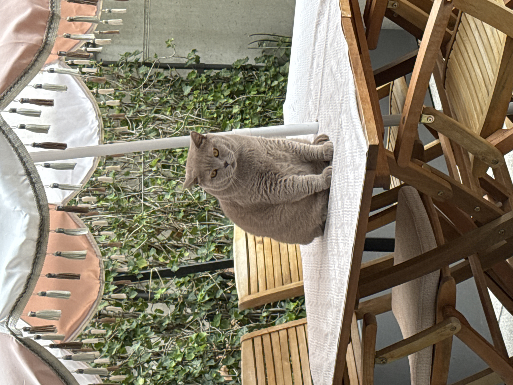 In Buchs (SG), Switzerland, on a cloudy day, a British Shorthair cat sits regally on a table covered with a white tablecloth, positioned outdoors under a decorative patio umbrella. The umbrella features a white and peachy pink fabric with tasseled trim. Behind the table, two wooden chairs with slatted backs are visible, and a dense green wall of ivy forms the backdrop, with a grey concrete wall peeking through on the right. The cat, a solid grey with amber eyes, is the focal point, looking directly at the camera with a calm and slightly stern expression. The scene suggests a tranquil domestic setting, possibly a patio or garden area in Buchs.