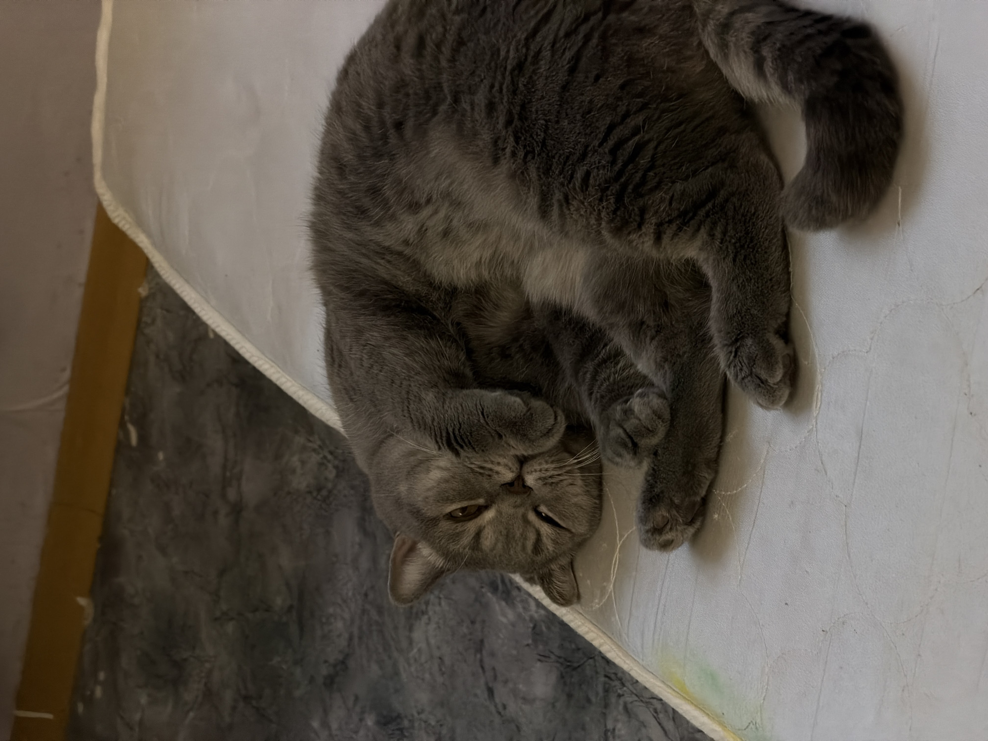 A gray cat is lying upside down on a white mattress with a gray wall in the background. The cat is curled up with its paws covering its face. The location of the image is unknown.