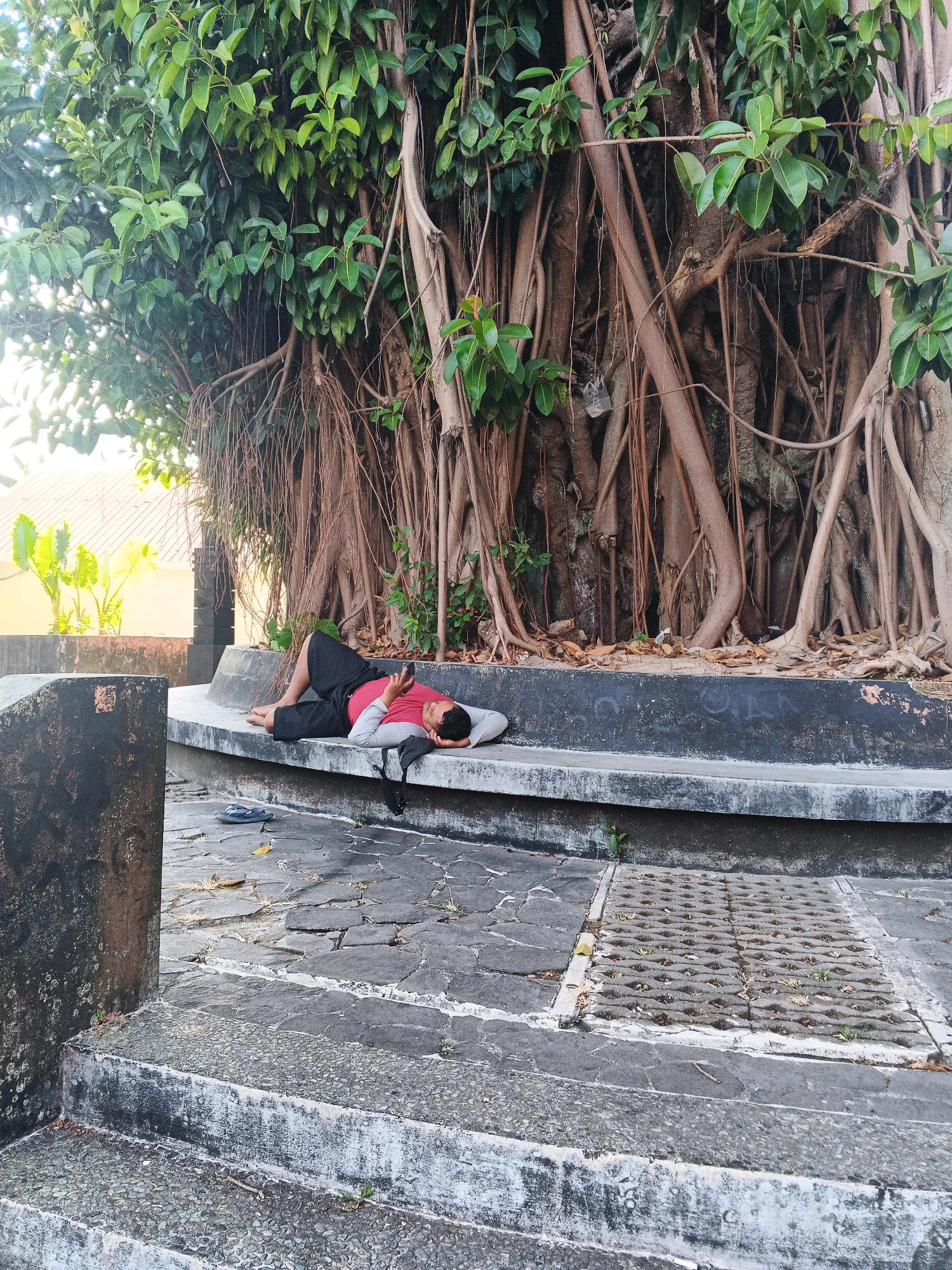A man is lying on a concrete bench, asleep, with his head resting on his arm. He is wearing a red and gray long-sleeved shirt and black shorts. His phone is lying next to him on the bench. A pair of dark-colored flip-flops are on the ground in front of the bench. The bench is situated in front of a large banyan tree with numerous aerial roots hanging down. The ground is paved with stone tiles. In the background, there are some yellow buildings and green foliage. This scene is likely in the city of Ungaran, Indonesia, given the presence of a banyan tree, a common sight in public spaces there.