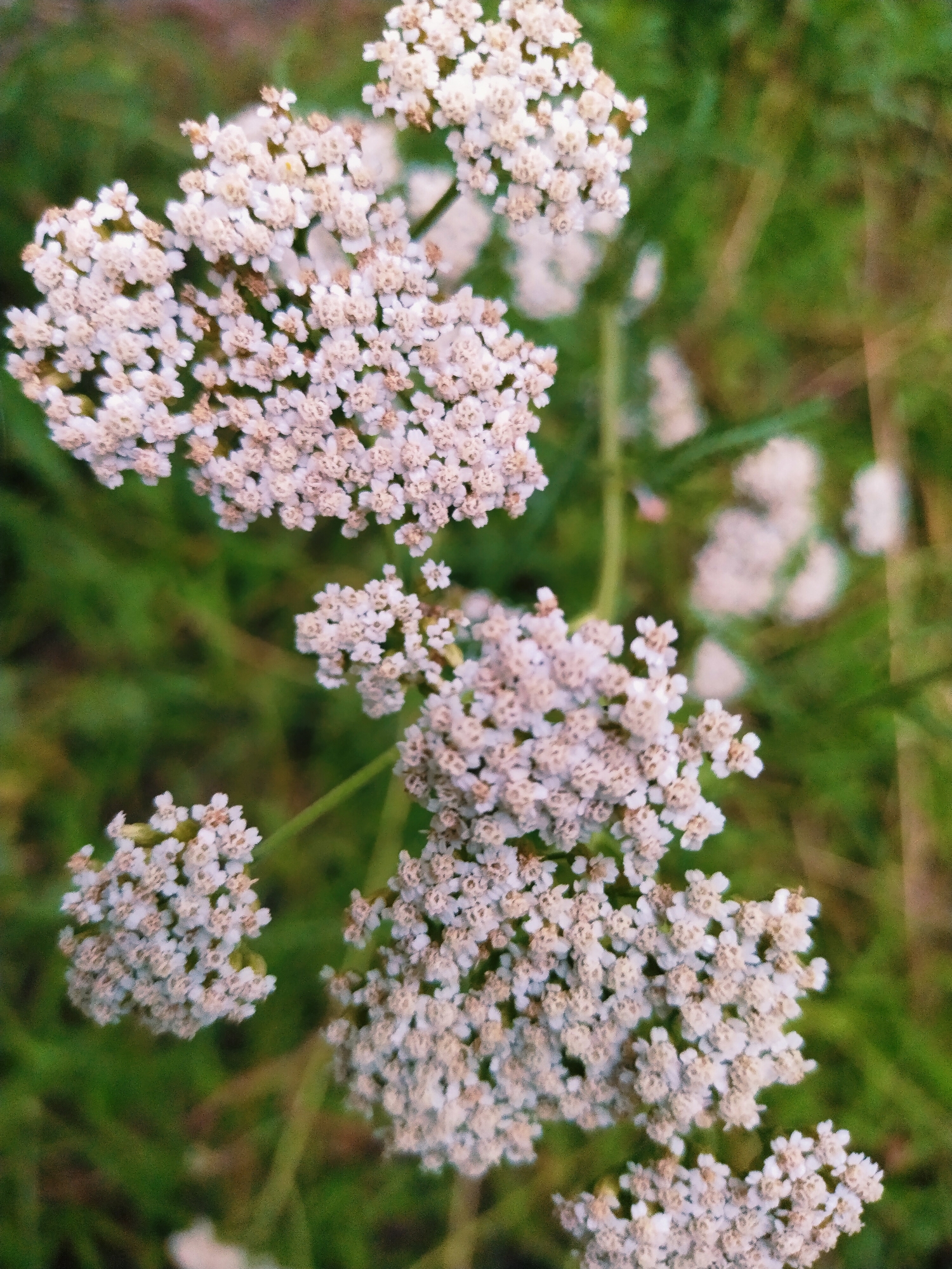 The image is a close-up, outdoor photograph of a cluster of small, white flowers, likely Yarrow, set against a blurred green background of foliage. The flowers are the primary subject, appearing delicate and numerous, with tiny petals clustered together. Some of the flowers show hints of a light pink or beige hue, particularly at their centers. The background is soft and out of focus, suggesting a shallow depth of field, and consists of various shades of green, indicating a natural, grassy environment. The lighting appears to be natural, possibly from daylight, casting a soft glow on the blossoms. The overall mood is peaceful and serene, highlighting the natural beauty of the wildflowers. There are no people, objects, or visible text in the image. The context provided places the scene in Horishni Plavni, Ukraine, suggesting it is a natural outdoor setting within that region.