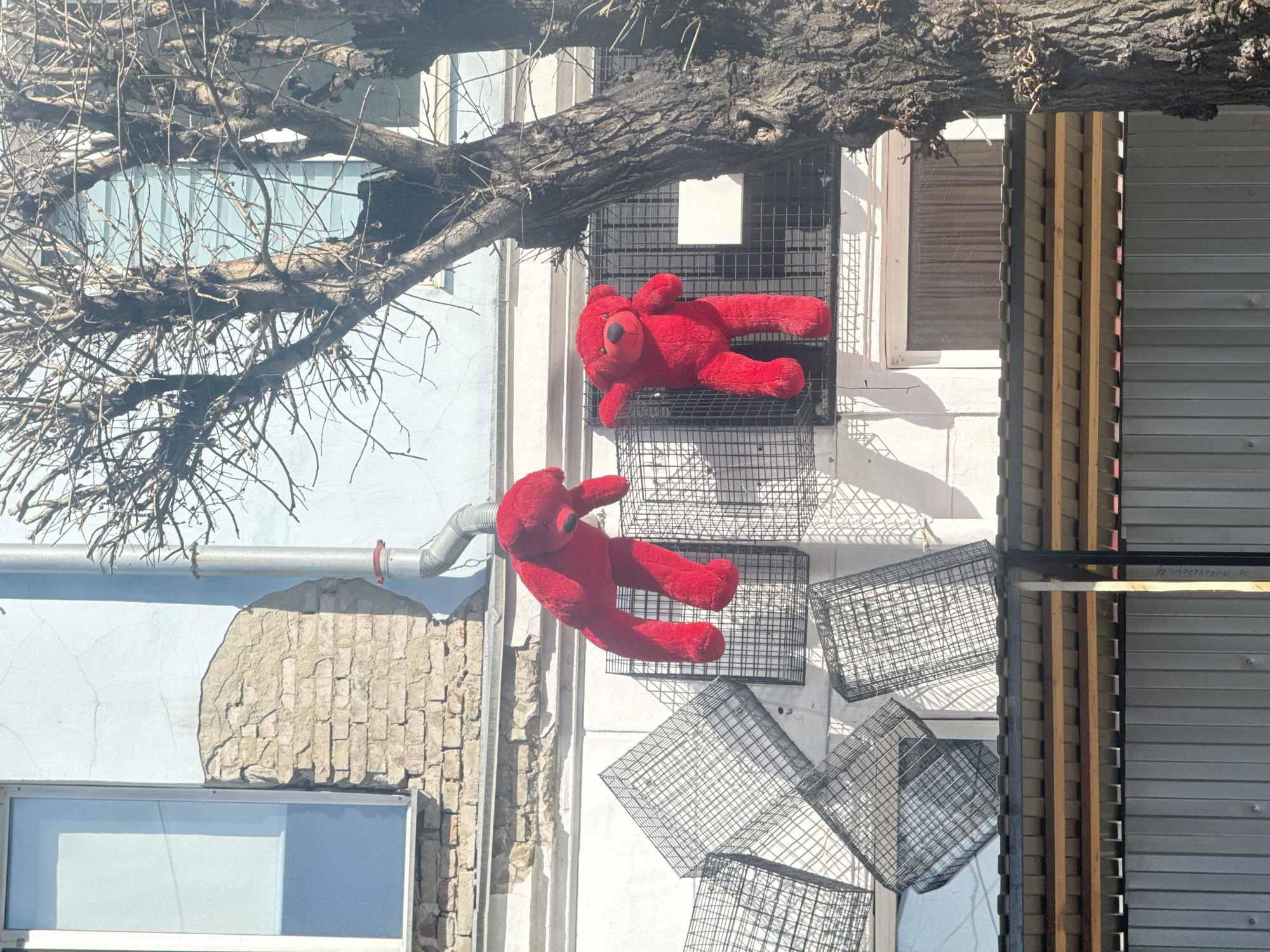 The image, when viewed upright (rotated 90 degrees clockwise), presents a quirky urban scene featuring a building facade adorned with red teddy bears and metal grates. A thick, bare tree trunk with numerous branches extends horizontally across the top section, casting shadows onto the building below.
On the building's white-painted facade, two large, bright red teddy bears are prominently displayed. One bear is positioned higher up, lying prone on a black metal wire grate. The second bear is located lower down, angled as if tumbling or resting on another grate, surrounded by several empty black wire baskets arranged below it.
To the left of these installations, a section of the wall shows light blue paint peeling away, revealing weathered brickwork underneath. A silver-colored metal drainpipe runs horizontally across this area. A rectangular window with a light frame is partially visible at the bottom left. To the right of the teddy bears, a section of corrugated grey metal, possibly a roll-up door or shutter, is visible, alongside vertical wooden beams.
The scene is illuminated by strong daylight, creating distinct shadows from the tree, bears, and grates. The overall impression is that of an unconventional art installation or decoration on a building facade. Faint text visible on a wooden beam near the corrugated metal reads: "ЧО КУЛИБИНУ - ЧО". The provided context indicates the location is Krasnoyarsk, Russia.