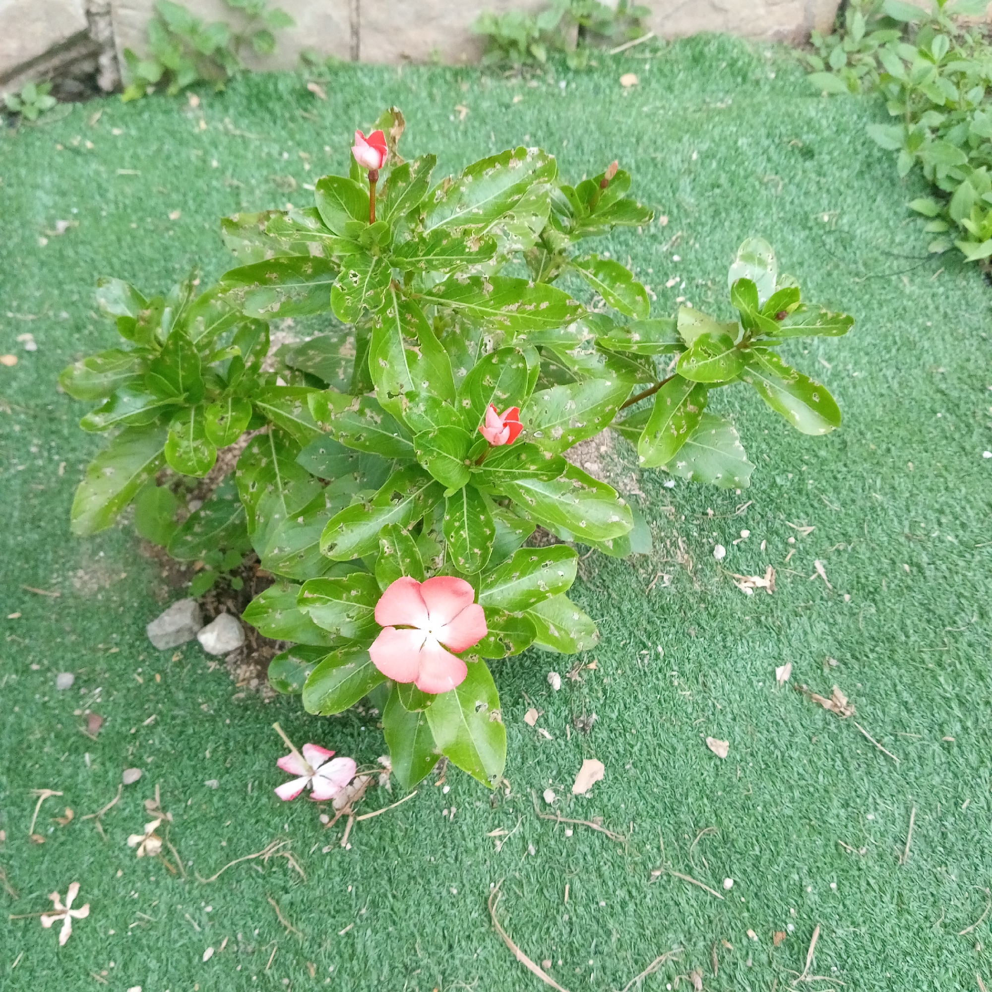 The image shows a top-down view of a small plant with green leaves and pink and white flowers. The plant is situated on a green, artificial turf surface. There are also some small rocks and dried leaves scattered on the turf around the plant. In the background, there is a stone wall and more greenery. The lighting suggests it is daytime, and the scene appears to be outdoors in a garden or landscaped area. The image is focused on the plant and its immediate surroundings, with a shallow depth of field. There are no people or text visible in the image. The overall impression is of a simple, naturalistic setting.