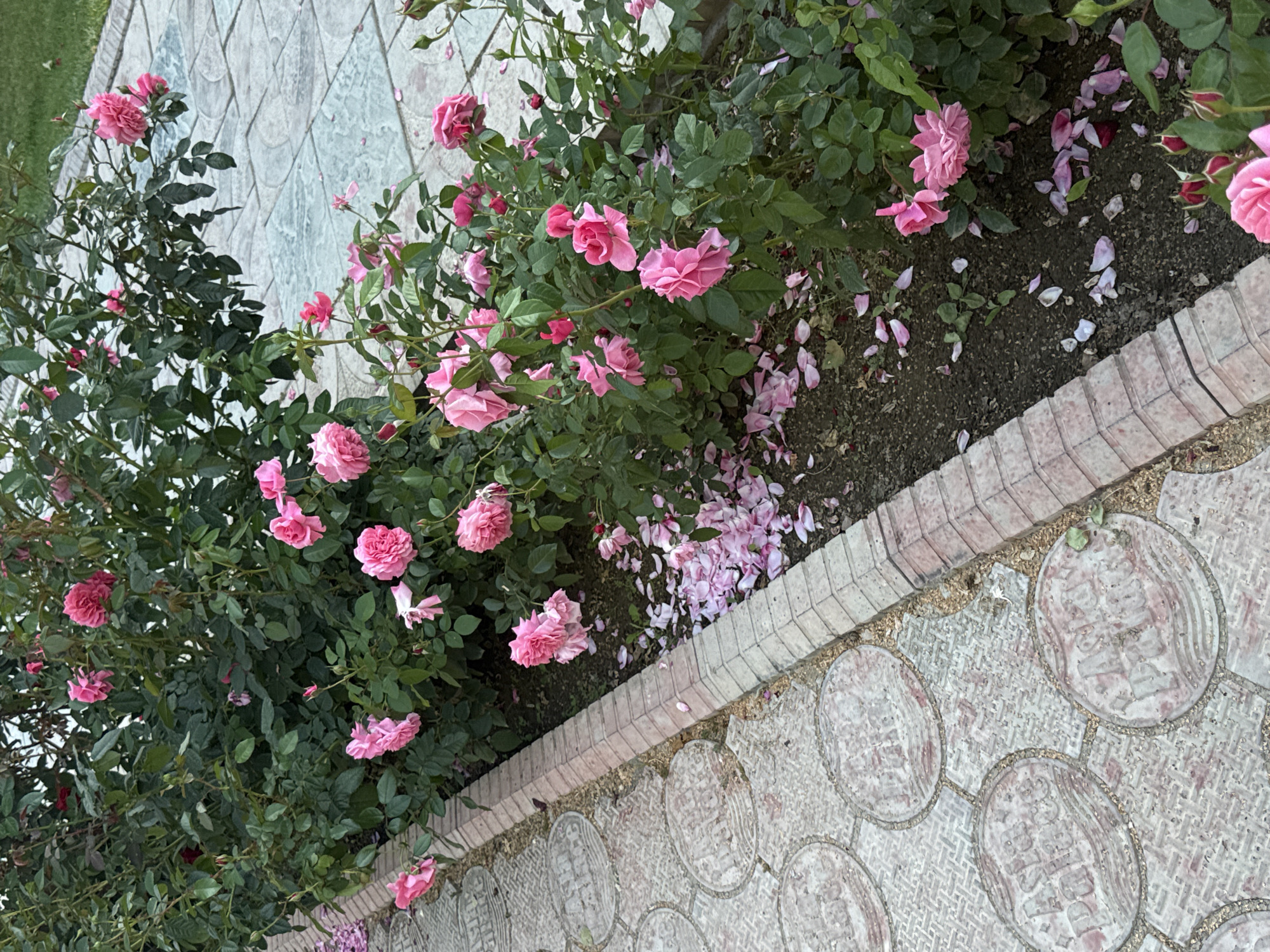 A close-up, eye-level shot captures a dense bush of pink roses bordering a paved walkway in Sary-Oy, Kyrgyzstan. The roses, in various stages of bloom, are a vibrant pink, with some petals scattered on the dark soil below. The walkway is made of light-colored, circular tiles interspersed with darker, patterned tiles. A brick border separates the rose bush from the walkway. The background is blurred, with hints of green grass and foliage visible. No people or animals are present in the frame.