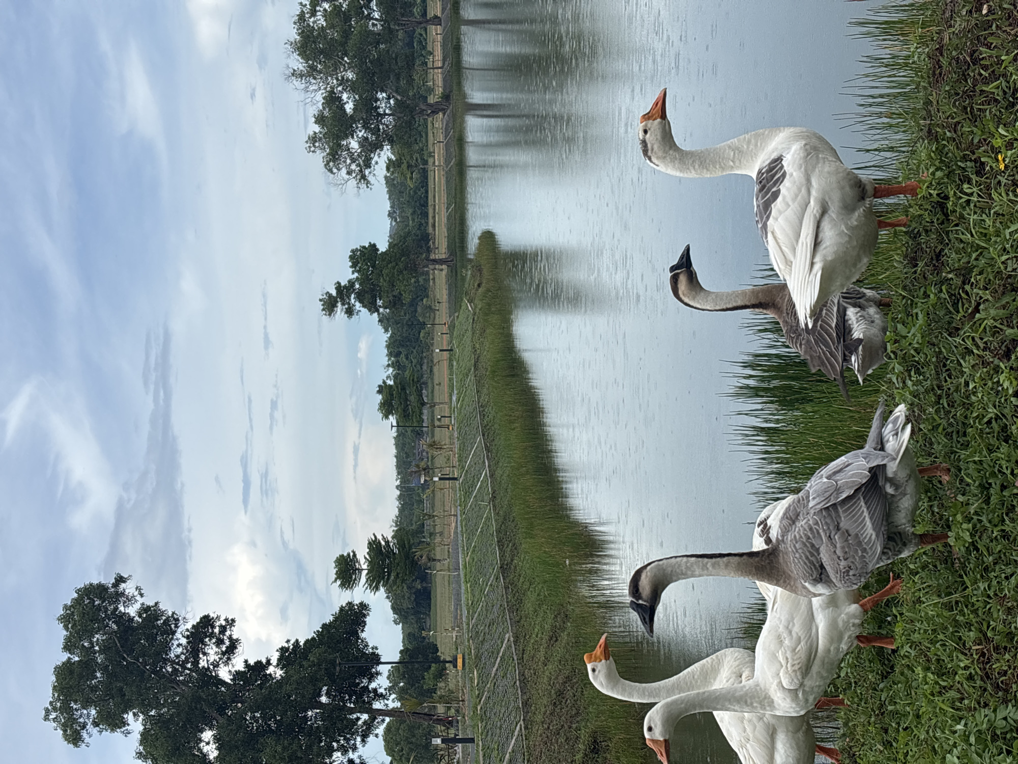 The image depicts a pond in Choeng Thale, Thailand. Four geese stand on the grassy bank. Two are primarily white with orange beaks, and two are gray and white with dark beaks. The pond reflects the sky and trees. A grassy strip separates the pond from a fenced area with trees and lampposts. The sky is partly cloudy.