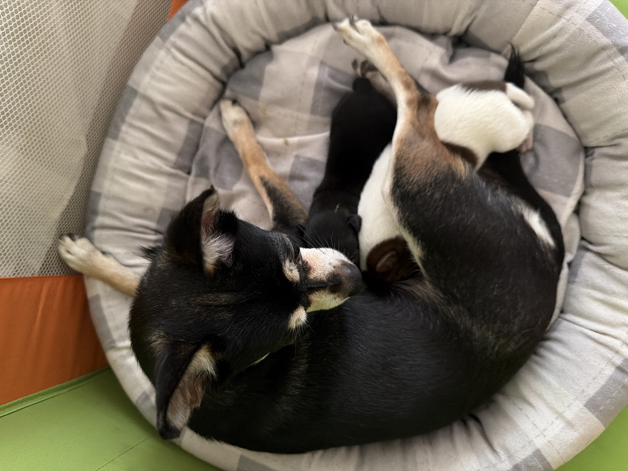 A litter of newborn puppies, one black and one white and brown, are nestled against their mother, a black, tan, and white dog, in a circular dog bed with a plaid pattern. The mother dog is curled protectively around the puppies, with her head resting near them. The dog bed is placed in a playpen with green and orange sides and a mesh barrier visible at the top. The scene appears to be indoors, possibly in a residential setting. The location in Plovdiv, Bulgaria, is not discernible from the image.