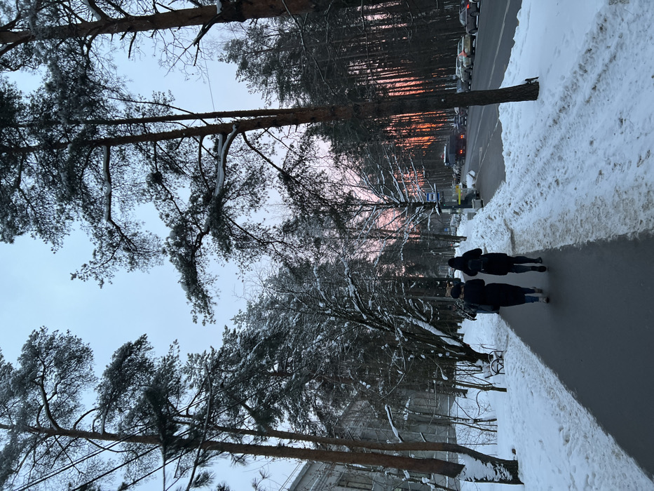 A snow-covered landscape with tall trees lining a walkway. Two people walk along the path. A road with parked cars is visible beyond the trees. The sky is dusky with hints of pink and orange light filtering through the trees, suggesting either sunrise or sunset. Snow covers the ground and branches of the trees. A building is partially visible in the foreground.