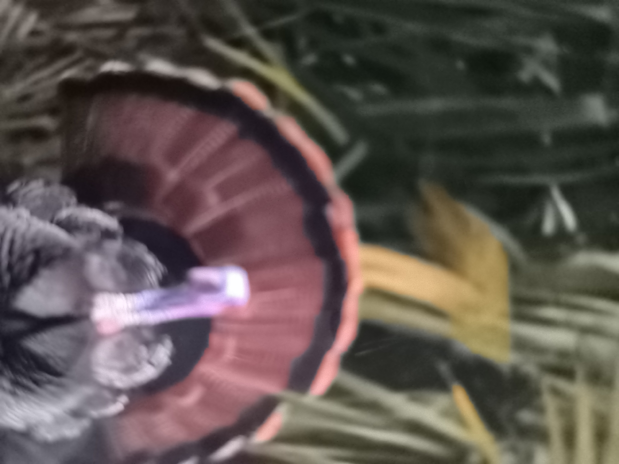 The image shows a close-up of a turkey's tail feathers, fanned out in a display. The feathers are a deep reddish-pink with black edging. The turkey's body is partially visible on the left, with grey and black plumage. In the background, there is blurry foliage and a yellow object, possibly straw or dry grass. The scene appears to be outdoors, in a natural setting. The image was taken in Banjarejo, Indonesia.