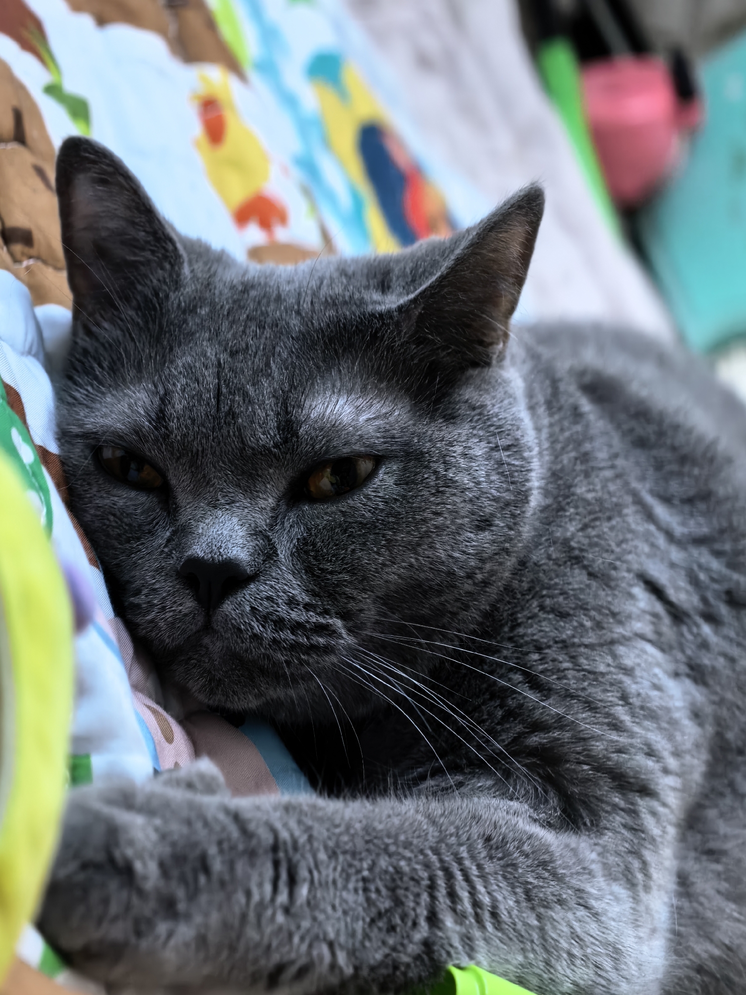 A gray cat rests on a colorful patterned blanket. The cat is lying down, with its paws crossed. Its eyes are a yellowish-brown color. The background is blurred, but includes a pink container and green object. The location is Unknown, Unknown.