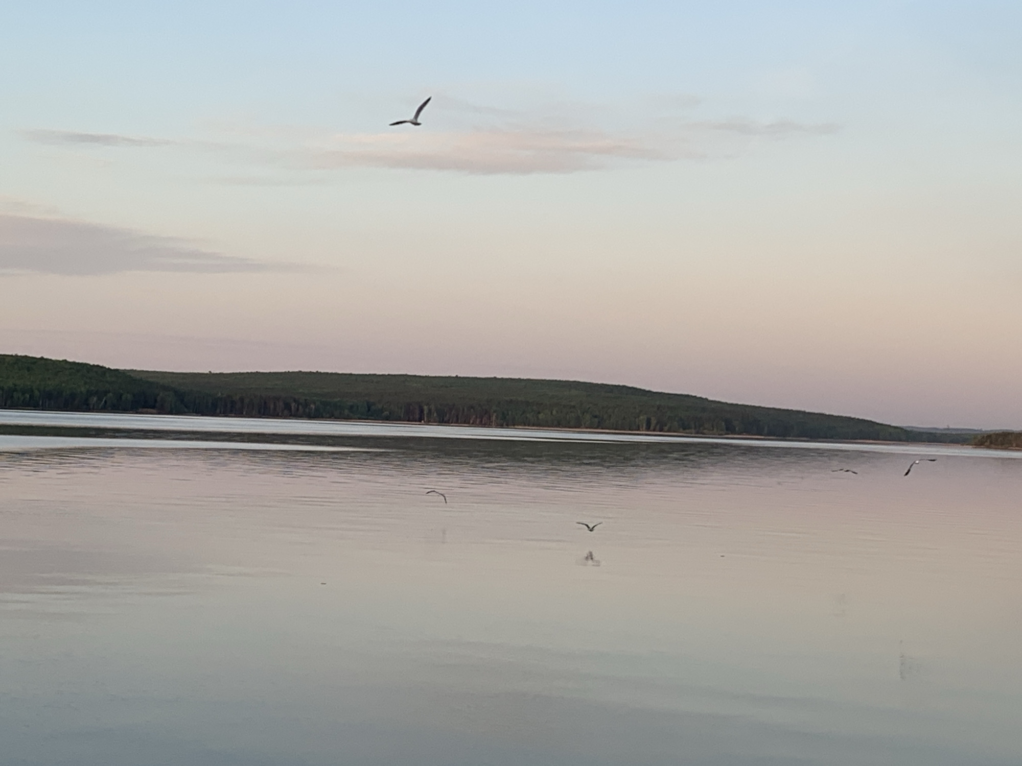 This photograph depicts a body of water, likely a lake or wide river, at what appears to be dusk or dawn. A line of trees is visible in the distance across the water. Several birds are in flight, one prominently in the upper center of the frame and others closer to the water surface. The sky is a blend of soft pink and blue hues, suggesting the time of day. The water's surface reflects the colors of the sky. The location is assumed to be in the city of Chaikovsky, Russia.