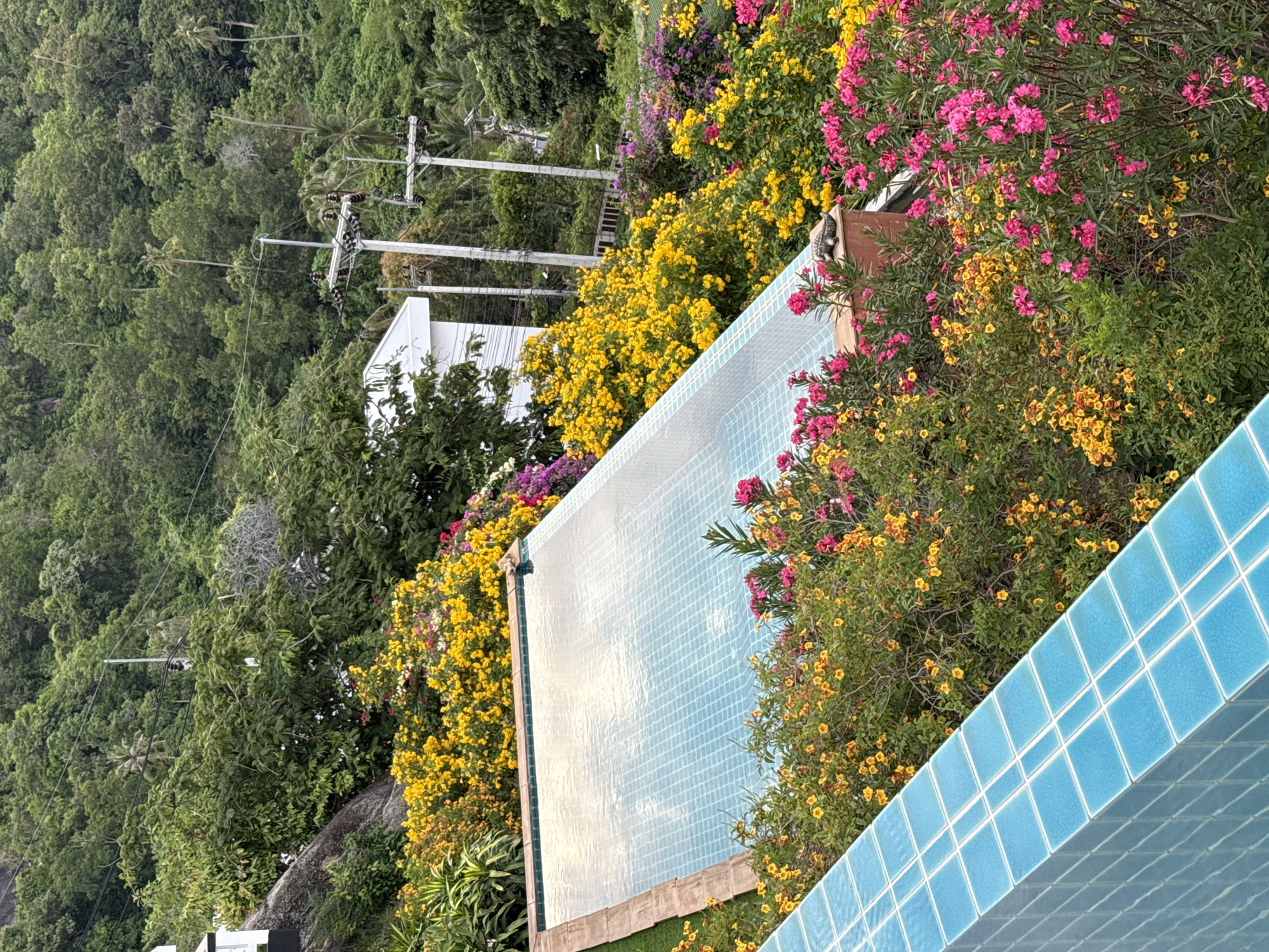 A swimming pool is situated on a hillside amidst lush greenery and colorful flowers. The pool has light blue tiled walls and a wooden deck border. The water in the pool is clear and reflects the sky. Surrounding the pool are vibrant yellow and pink flowers, as well as various green plants and trees. In the background, a dense tropical forest covers a sloping terrain, with power lines and utility poles visible amongst the trees. A white building with a modern design is partially visible on the left side of the image. The overall scene suggests a serene and picturesque setting in a tropical location, likely a resort or a private residence on the island of Ko Samui, Thailand.