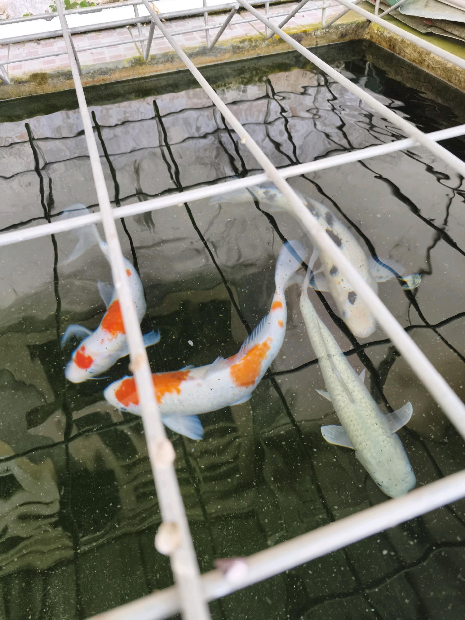 In a rectangular, man-made pond in Kaligondo, Indonesia, four koi fish are swimming. The pond contains murky, dark water with some debris floating on the surface. A white metal grid or fence runs across the top of the image, partially obscuring the view of the pond and its inhabitants. Two of the koi are predominantly white with large patches of orange. Another koi is white with black spots. The fourth koi is a pale, silvery-blue color with black speckles. The pond appears to be outdoors, with some greenery visible along the upper edge. The grid casts shadows on the water's surface.