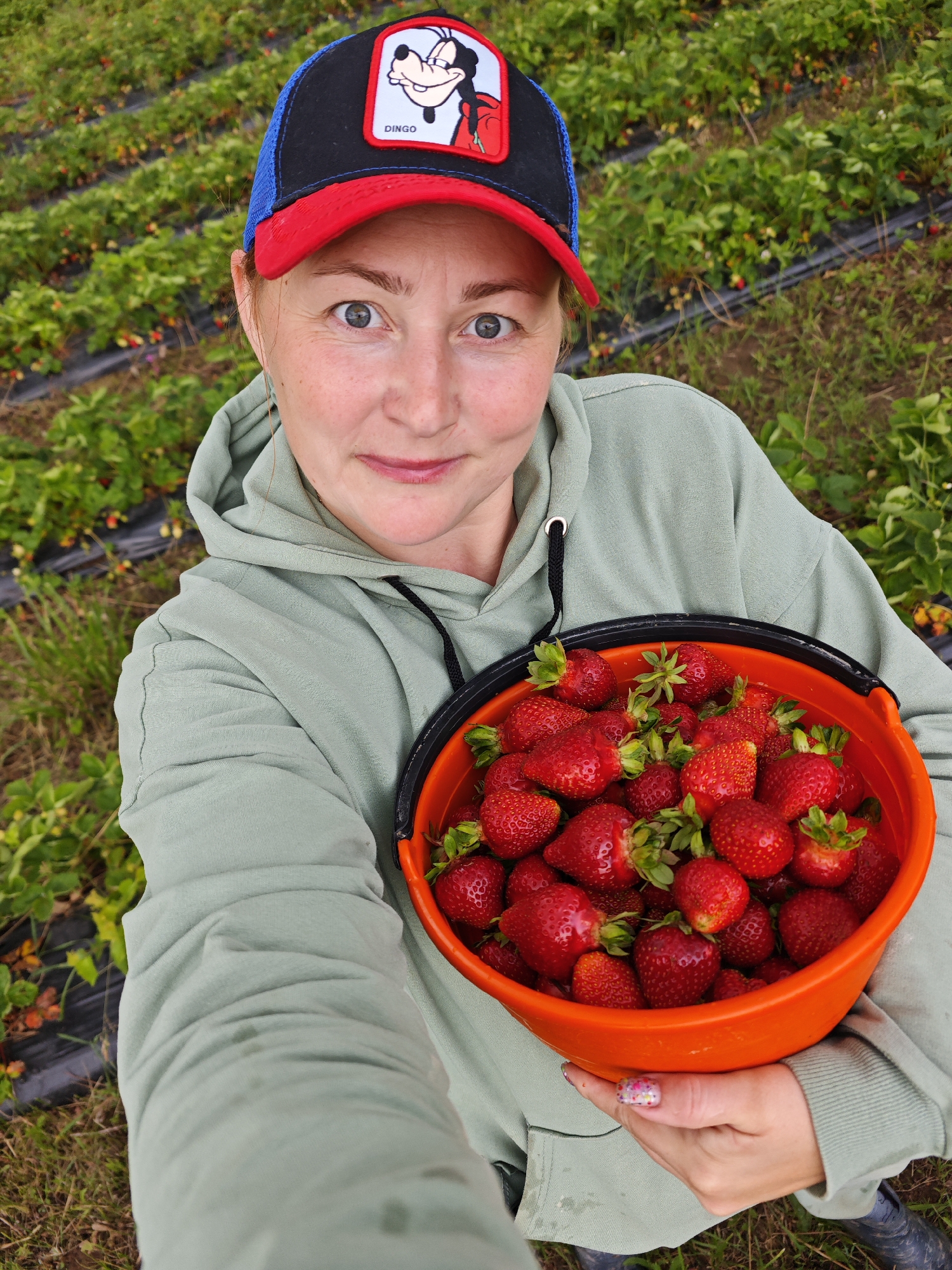 In Zhigalki, Russia, a woman is taking a selfie in a strawberry field. She is wearing a light green hooded sweatshirt and a blue and red baseball cap with a picture of Goofy on it. She is holding a bright orange bucket overflowing with fresh strawberries. The field behind her is lined with rows of strawberry plants, with some ripe red berries visible among the green leaves. The ground is covered with mulch and grass.