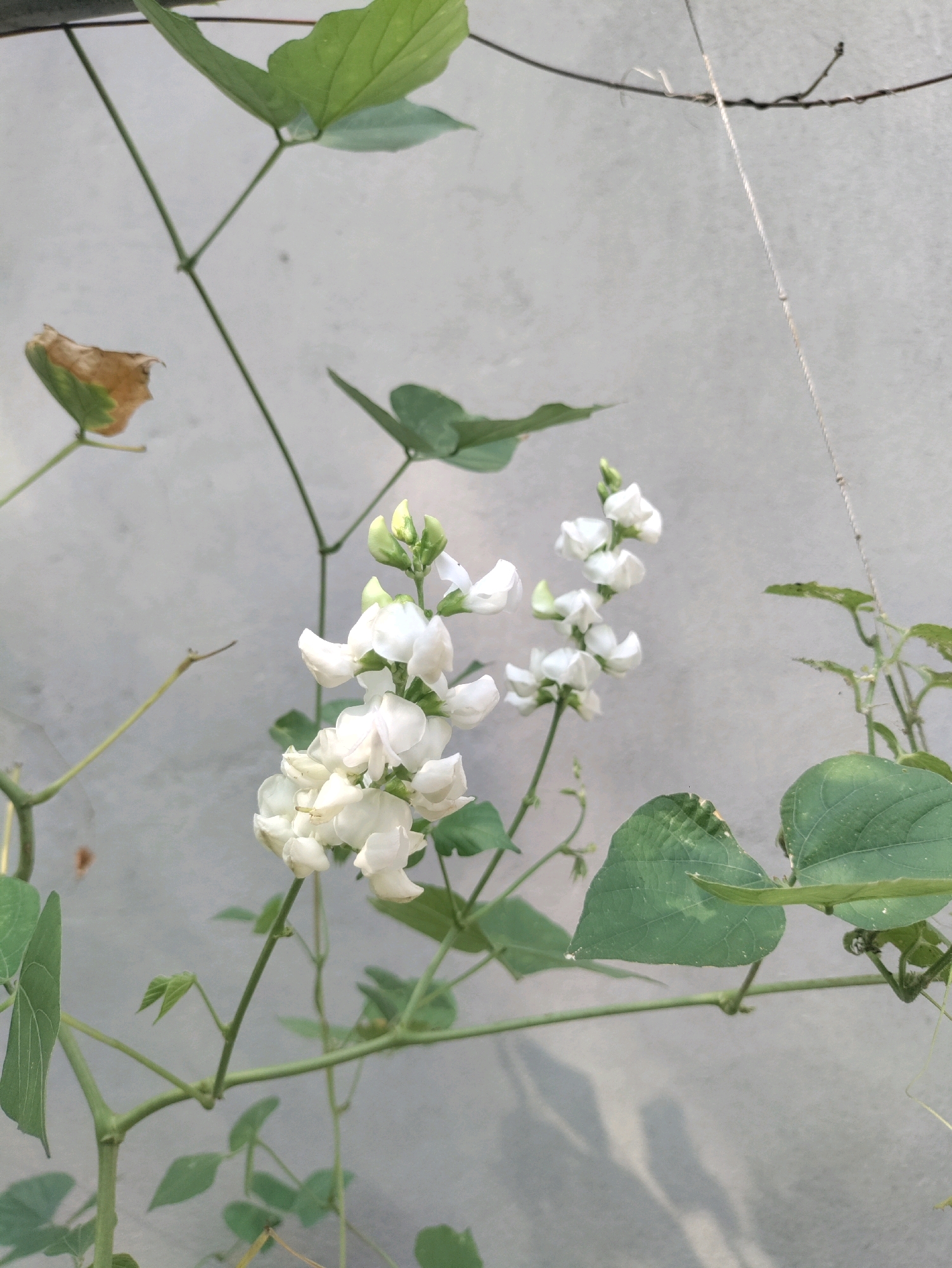 The image shows a close-up view of a plant with white flowers and green leaves against a textured gray wall. The plant is a climbing vine, with thin green stems and several large, heart-shaped leaves. The flowers are small and delicate, clustered together in racemes. Some of the leaves are slightly dried or damaged, with brown edges. A thin string is visible in the upper right corner, suggesting the plant may be trained to grow on a support structure. The background is a plain, light gray wall, which is slightly out of focus, giving the plant prominence. The lighting suggests it is daytime, with soft shadows cast on the wall. The overall scene is natural and appears to be an outdoor setting, possibly a garden or balcony. There are no people or animals visible in the image. The location of the Metropolitan Corporation Rawalpindi, Pakistan, cannot be determined from the visual information in the image.