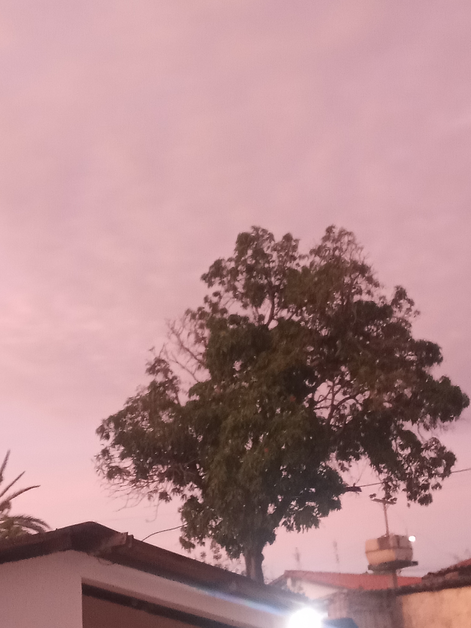 A low-angle, outdoor photograph depicts a tree with green foliage silhouetted against a pink-tinged sky. The tree appears to be growing on the roof of a building, with portions of the white building visible in the lower left corner. The building has a dark-colored roof. In the lower right, a second building with a red roof is partially visible, featuring what appears to be a water tank on the roof. The scene is illuminated with an artificial light source near the base of the building, casting a glow upwards. Given the context, the location is likely Juan Griego, Venezuela.