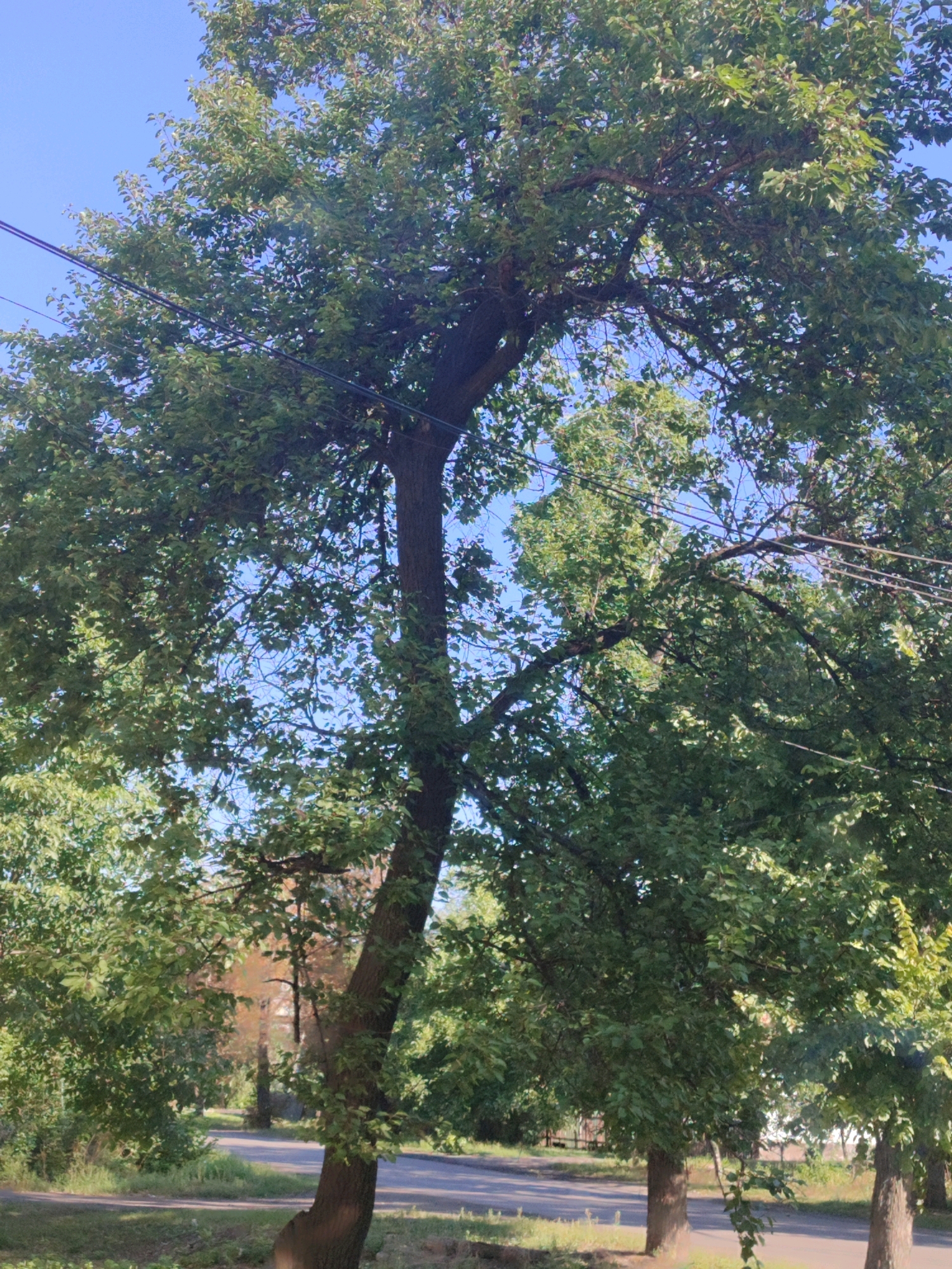 A low-angle, full-shot captures a tree trunk and its dense canopy of green leaves against a clear blue sky. Several black electrical wires are strung across the upper portion of the frame, weaving through the branches. In the background, other trees and foliage are visible, with a hint of a street and a building peeking through. The scene appears to be an outdoor environment, possibly a residential area or a park.