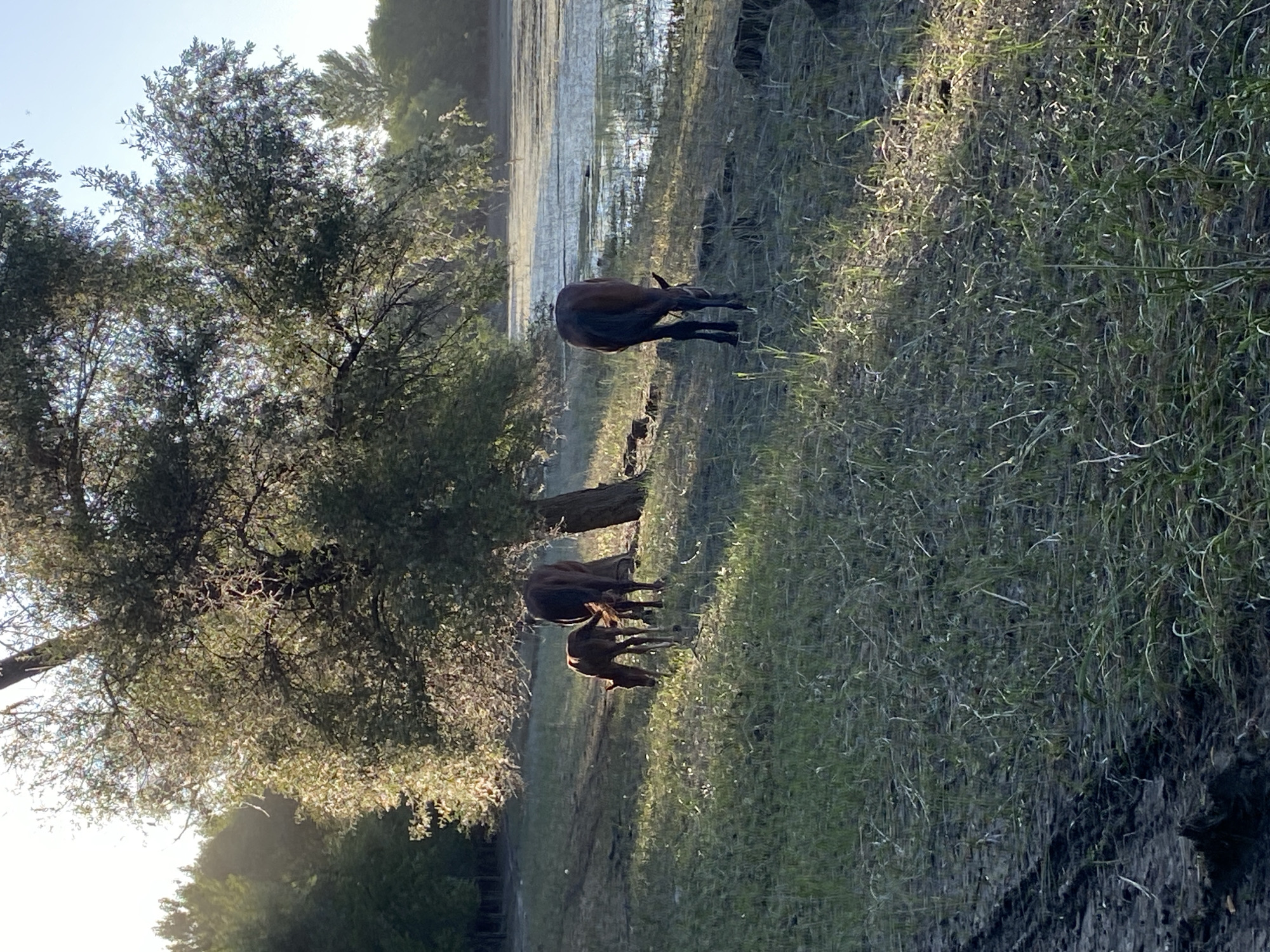 The image depicts a serene dawn scene in Kyrgyzstan. Three horses are present: two adult horses, one standing and one grazing, and a foal, also grazing, near the adult horses. The horses are positioned on the grassy bank of a body of water, possibly a lake or slow-moving river. The water reflects the light of the rising sun, creating a shimmering effect.
A large tree with abundant foliage dominates the left side of the frame, casting dappled shadows on the ground. The grass on the bank is lush and green, with some areas illuminated by the morning sun. The overall mood is peaceful and tranquil, characteristic of a quiet sunrise in a natural landscape. The time of day is clearly dawn, as indicated by the soft, warm light and long shadows. The location cues are consistent with a rural or semi-rural setting in Kyrgyzstan, with the natural landscape and the presence of livestock. There is no visible text in the image.