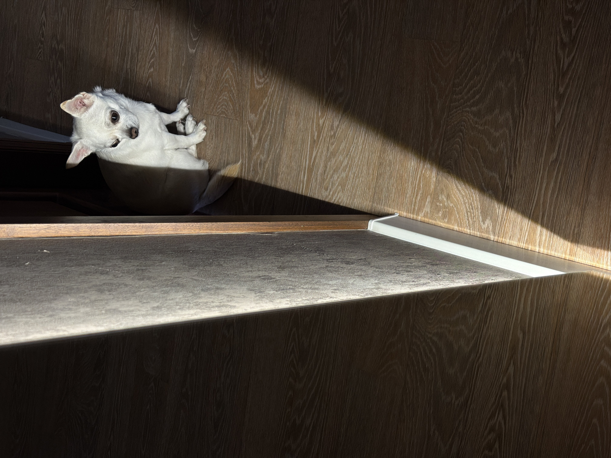 A white chihuahua is lying on its back on a wood floor at the bottom of a staircase, which is illuminated by sunlight from an upper window or doorway. The dog is positioned near the edge of the bottom step, partially in shadow. The floor and stairs have a wood grain pattern. The staircase wall and the side of the stairs are also made of wood. The scene does not appear to be in the city of Birobidzhan, Russia.