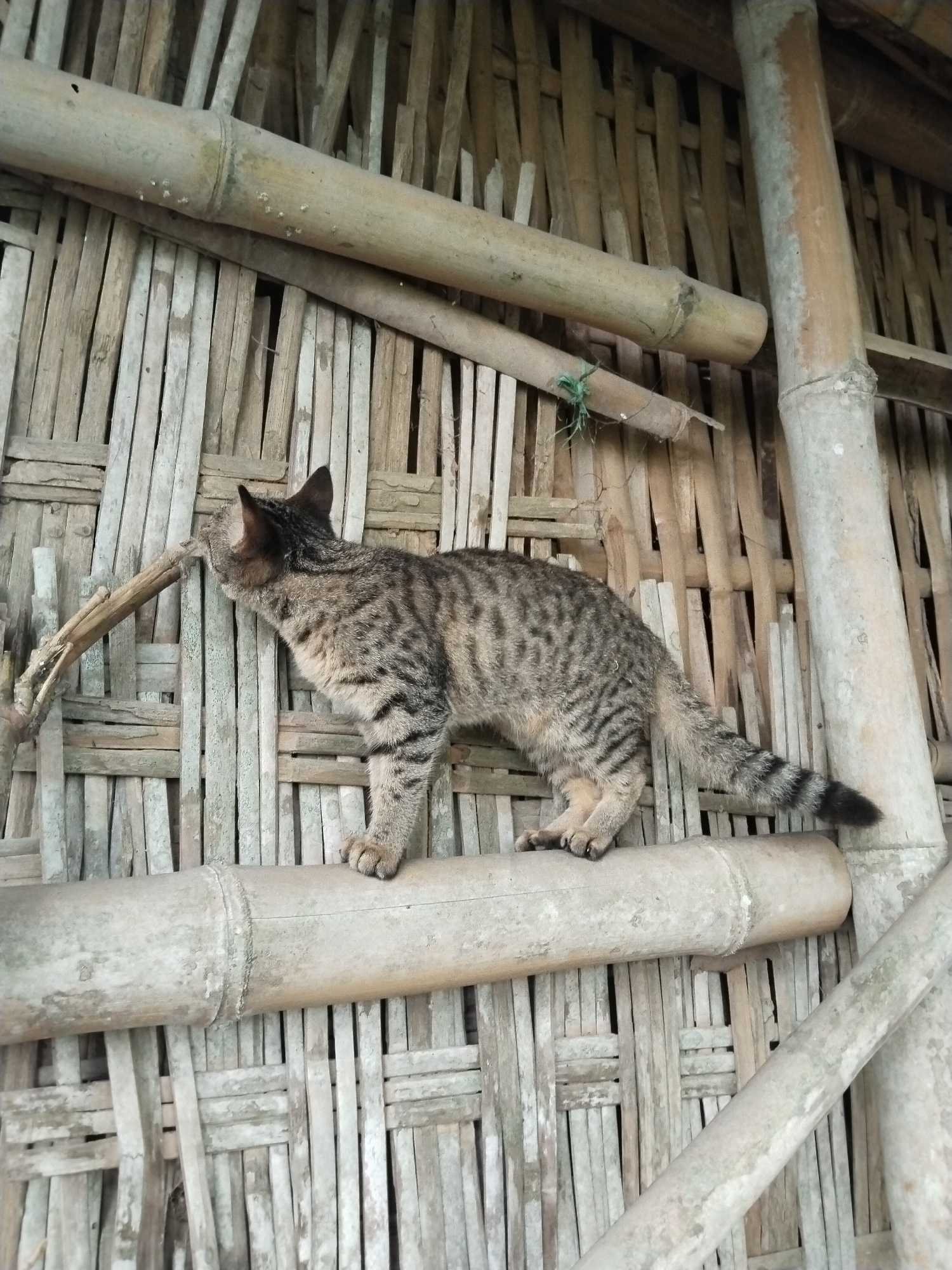 A medium shot depicts a tan and black striped cat perched atop a bamboo pole. The cat's tail curves downward with a black tip. The background features a wall constructed from woven wood strips and bamboo poles. The location is Unknown, Unknown.