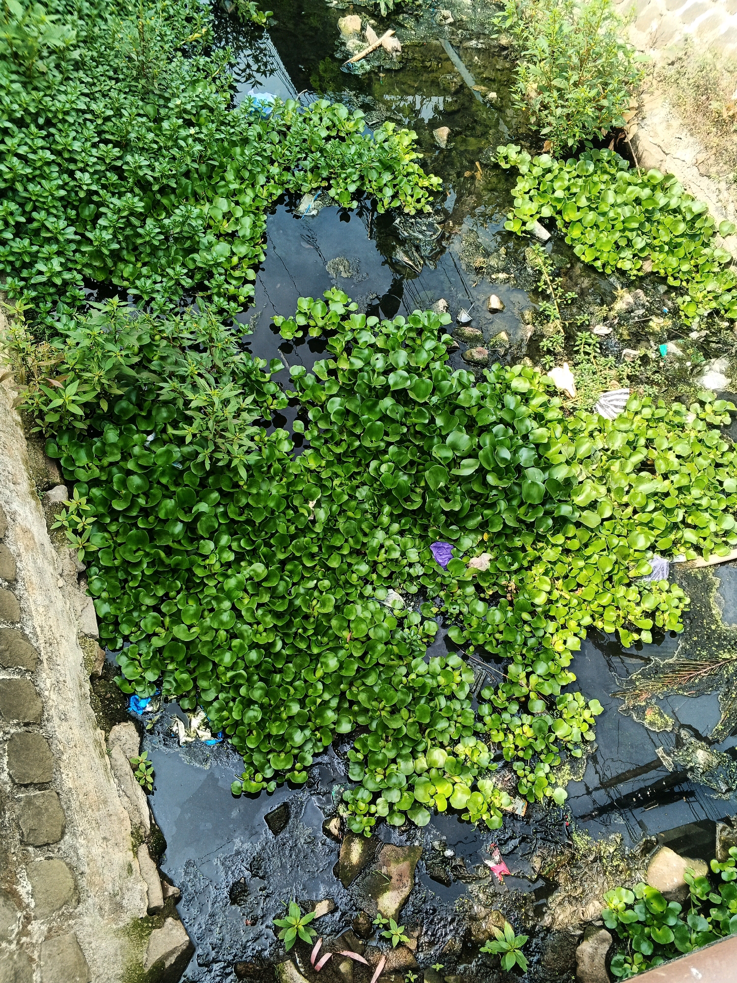 A natural ditch in Kelurahan Tegalkamulyan, Cilacap, Indonesia, is choked with abundant water hyacinth and other aquatic vegetation. The water is murky and visibly polluted with scattered trash, including plastic bags and wrappers, along with debris. The banks of the ditch are lined with rough-hewn stone and concrete, suggesting a man-made element to the waterway, possibly an irrigation channel or drainage ditch. The scene is a stark representation of environmental neglect, with the dense green foliage of the invasive water hyacinth overwhelming the polluted water.