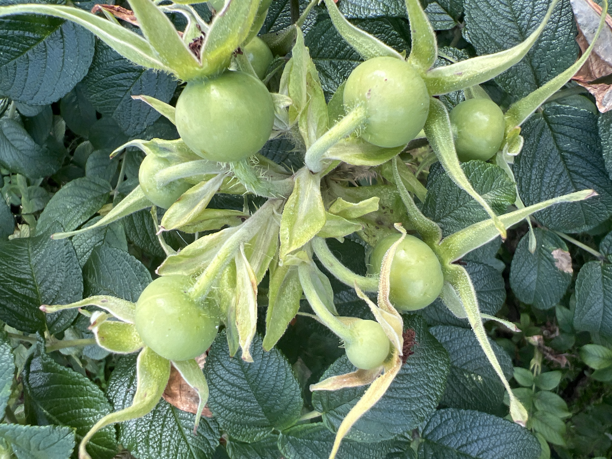 The image shows a close-up view of several green rose hips on a rose bush. The rose hips are round and are surrounded by green leaves and some dried brown foliage. The image is taken from a slightly high angle, looking down on the rose hips. The lighting suggests it is daytime, possibly overcast, as there are no harsh shadows. The background consists of more of the rose bush's leaves, creating a natural, outdoor setting. Without further information or context, it is impossible to determine the specific location in Moscow, Russia, or any actions, interactions, or people present.
