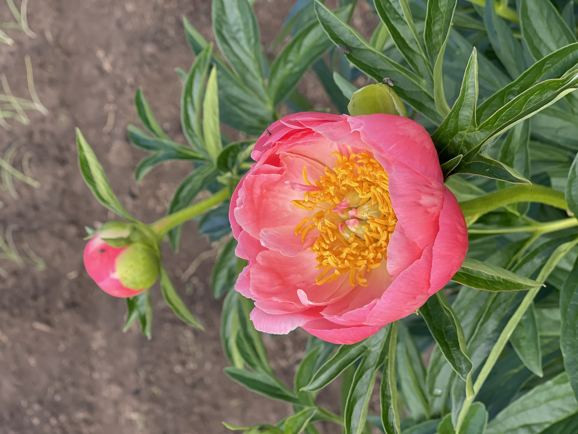 This forensic image captures an outdoor scene featuring two peony plants. In the foreground and central to the frame is a vibrant, open peony flower with multiple layers of coral-pink petals. The petals transition to a lighter, peachy-pink hue towards the center, which is dominated by a dense cluster of bright yellow stamens. A small, dark insect, possibly an ant, is visible on an upper petal of this main flower. Below and to the right of the main flower, another similar small dark insect is observed on a green leaf.
To the upper left, slightly out of focus and behind the main flower, is an unopened peony bud. This bud displays a pink apex encased by light green sepals at its base. A third tiny, dark insect is present on the pink portion of this bud.
Both the blooming flower and the bud are supported by green stems and surrounded by numerous broad, dark green leaves, some showing subtle variegation or lighter veins. The background consists of blurred, dark brown soil, suggestive of a garden or tilled field, with faint, out-of-focus green elements in the upper portion. The scene is illuminated by natural light. The location is the city of Unknown, Unknown.