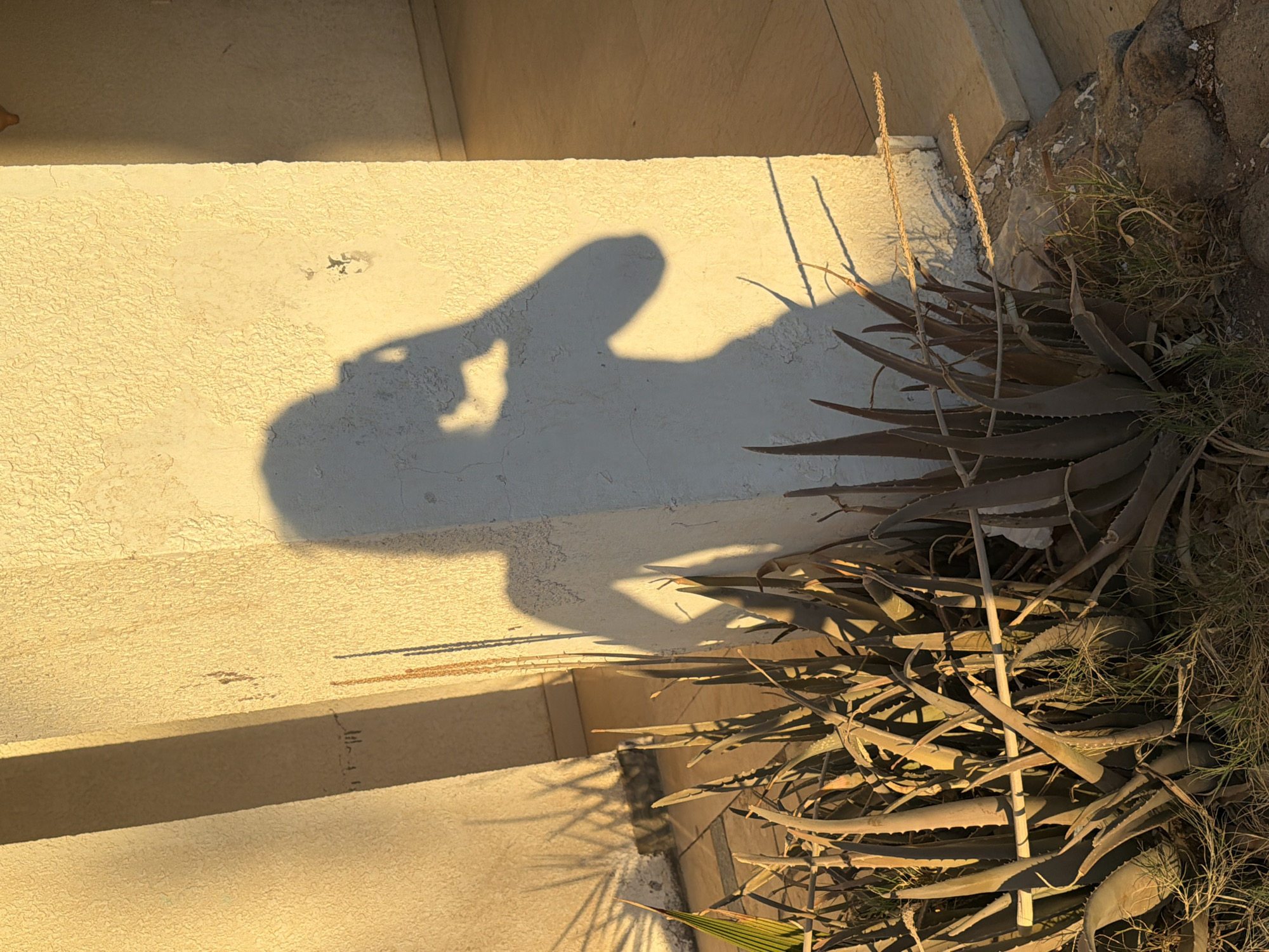 This image features a shadow of a person holding a camera, casting a silhouette onto a textured, pale yellow wall. The person is positioned on the left side of the frame, with their arm extended as if taking a photo or video. The shadow's outline suggests they are wearing clothing and holding a device.
The scene appears to be outdoors, with the harsh light indicating a sunny day, likely late afternoon or early morning due to the long, defined shadows. To the right of the wall, a cluster of aloe vera plants with spiky, fleshy leaves is visible, growing alongside dry grass and rough, grey stones. The plants are somewhat dried out, suggesting a warm, arid climate.
The setting is likely a pathway or staircase, given the layered, horizontal elements in the background that resemble steps or ledges. The overall impression is one of a candid moment captured by the photographer, with the environment providing a natural, slightly rugged backdrop. The light and shadows create a dramatic effect, highlighting the textures of the wall and the plant life. No text is visible in the image. The context of Sharm El Sheikh, Egypt, supports the visual cues of a sunny, warm climate with succulent plant life.