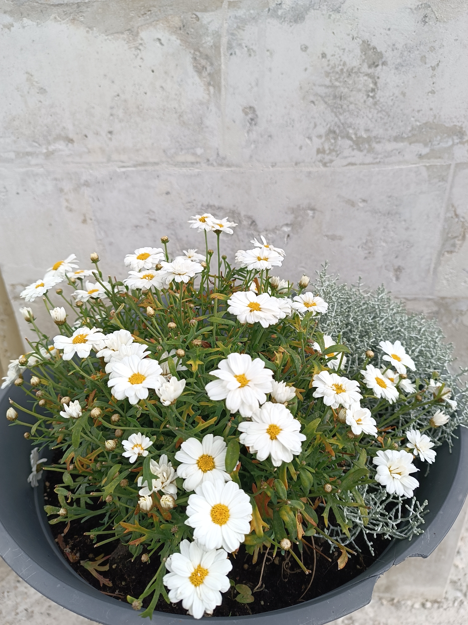 A potted planter filled with white daisies and grey foliage sits in front of a textured, light-colored stone wall. The daisies, with their yellow centers, are the dominant feature, clustered together in the foreground. Some of the daisies are in full bloom, while others are buds. The grey foliage, on the right side of the planter, provides a textural contrast. The planter itself is dark grey. The background wall exhibits a rough, uneven surface with variations in light and shadow, suggesting it is an outdoor setting. The overall scene appears to be an arrangement of plants in a container, likely for decoration.
