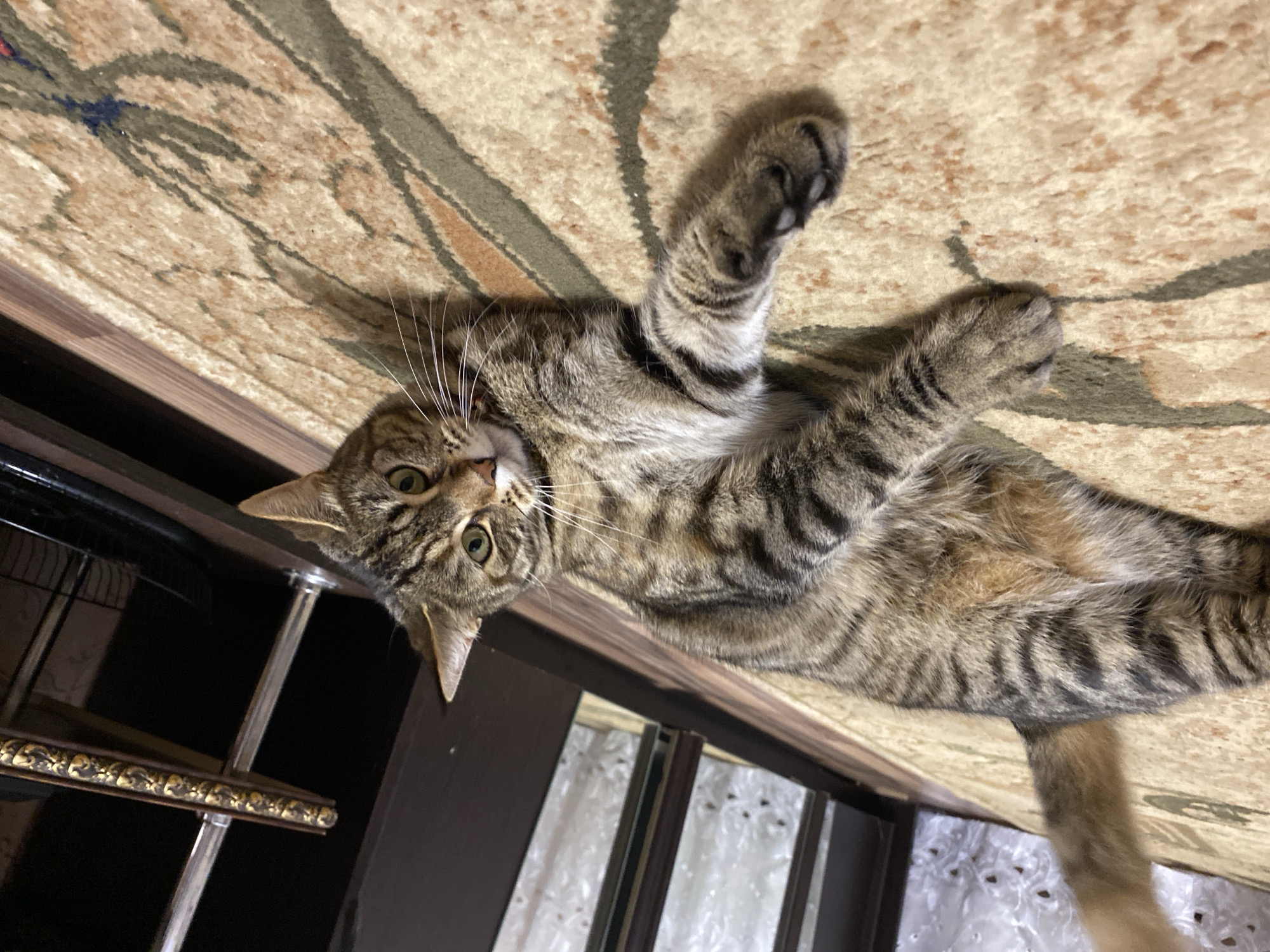 An upside-down, medium shot shows a tabby cat lying on its back on a carpet. The cat's paws are in the air, and its head is turned to its right, looking at the camera. The cat has green eyes and white whiskers. The carpet has a pattern of brown, beige, and green lines. In the background, a dark brown surface, possibly a table or shelf, is visible, with a metallic decorative trim. Beneath this surface, there are white curtains with a delicate pattern, suggesting an indoor setting. The lighting is bright, implying daytime. The image is taken from a low angle, looking up at the cat, which is positioned in the center of the frame. There is no visible text in the image.
