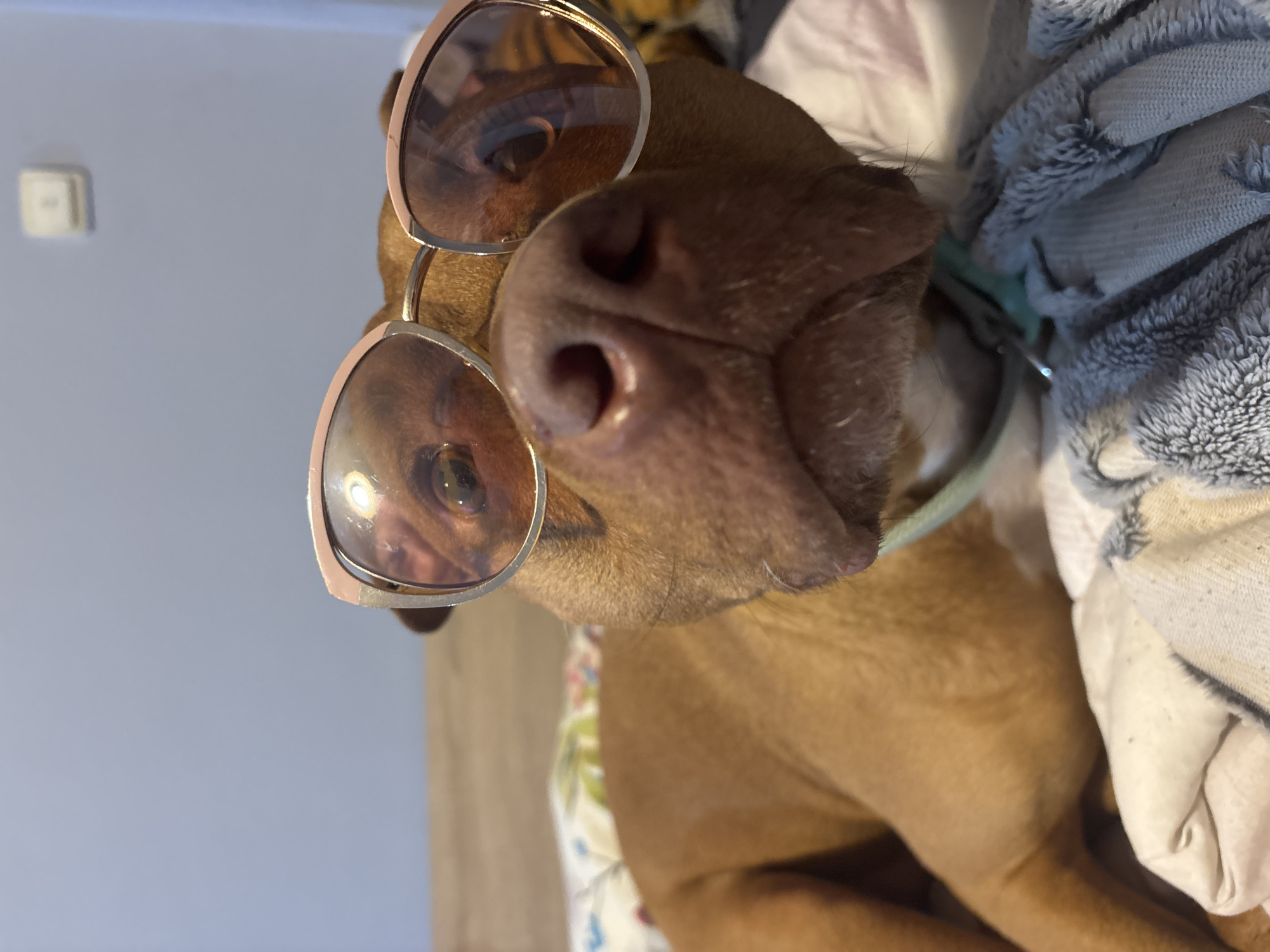 A brown dog with a large, wet nose is wearing rose-gold sunglasses, lying down. The dog is on a bed with a patterned sheet and a gray, textured blanket. The background includes a light blue wall and a light switch. There is no evidence to suggest that this image was taken in Sofia, Bulgaria.