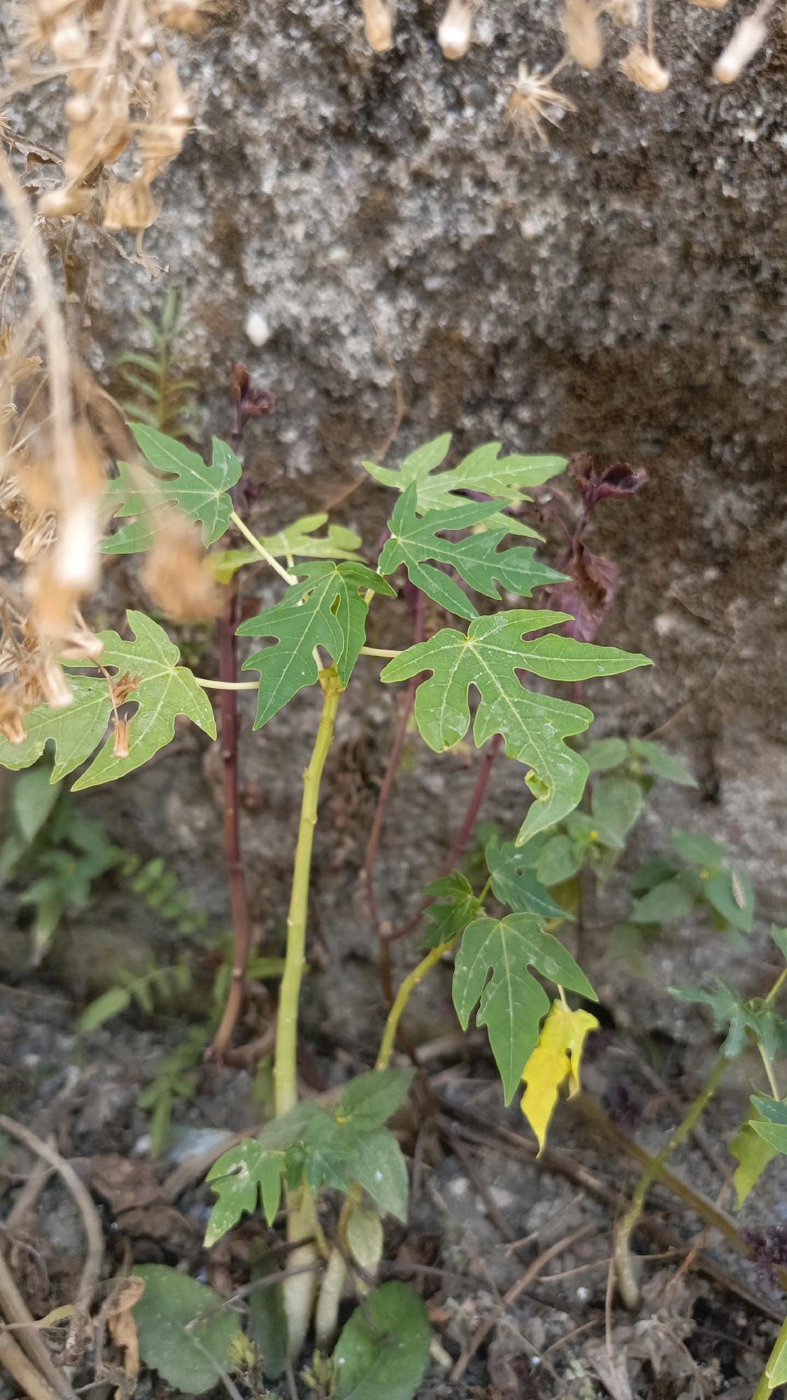 In Kebumen, Indonesia, a close-up, eye-level, vertical shot showcases a small papaya plant growing near a rough, textured stone wall. The plant, with its distinctive palmate leaves, is predominantly green, though one leaf exhibits a vibrant yellow hue, indicating potential nutrient deficiency or natural senescence. Thin, reddish-brown stems support the leaves, which are slightly damp, possibly from recent rain. The ground is covered in a mixture of soil, dry leaves, and twigs, suggesting a natural or untended outdoor setting. In the upper portion of the image, dried, wispy plant matter hangs down, adding a rustic element to the scene. The background is dominated by the gray, uneven surface of the stone wall, providing a muted backdrop that makes the green of the papaya plant stand out. There are no people or animals present in the frame.