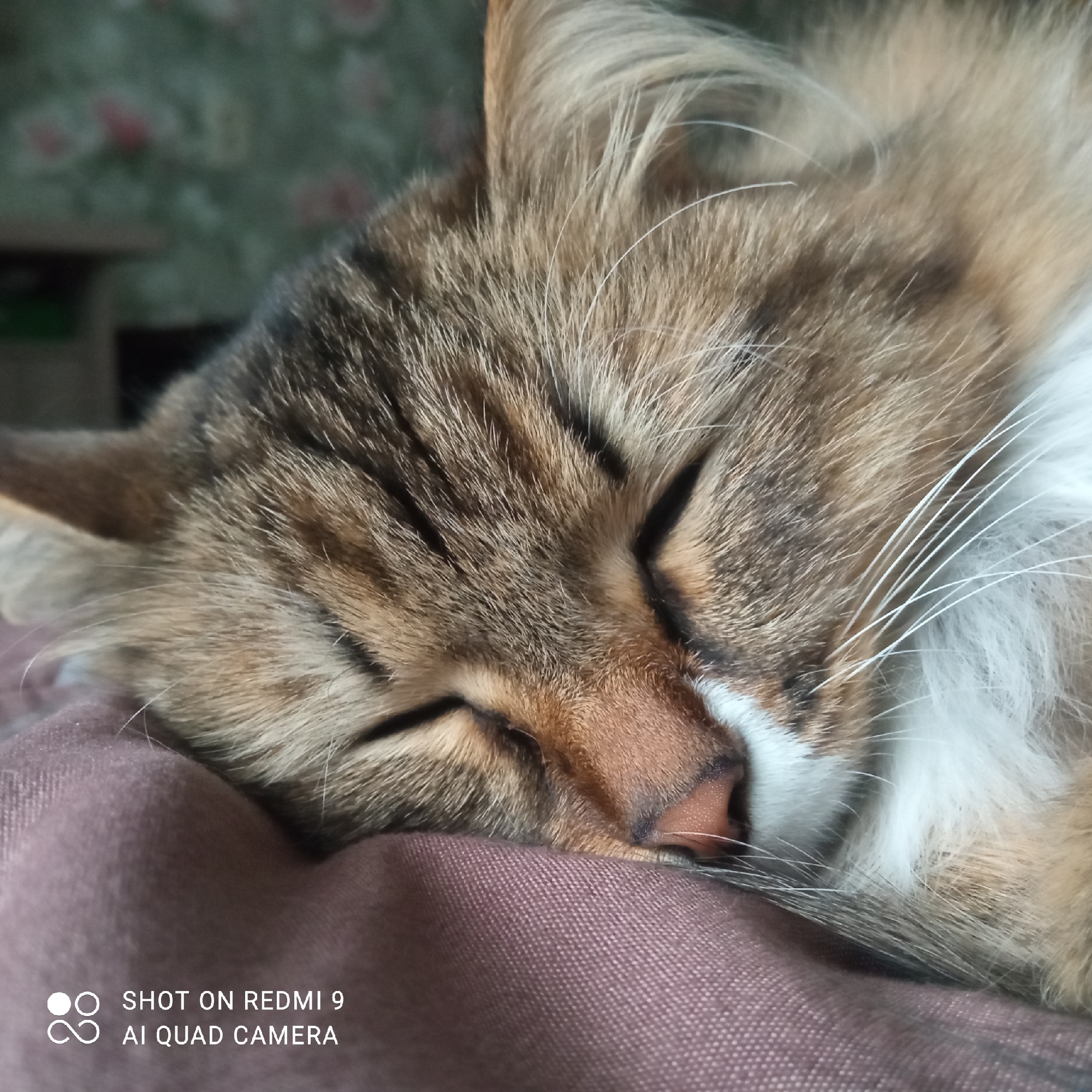 A close-up photograph depicts a sleeping cat resting on a purple fabric surface. The cat's fur is a mix of brown, tan, and white. The cat's eyes are closed. The location is likely indoors in Chaikovsky, Russia. A blurred object is visible in the background. A watermark in the bottom left corner indicates the image was captured using a Redmi 9 AI Quad Camera.