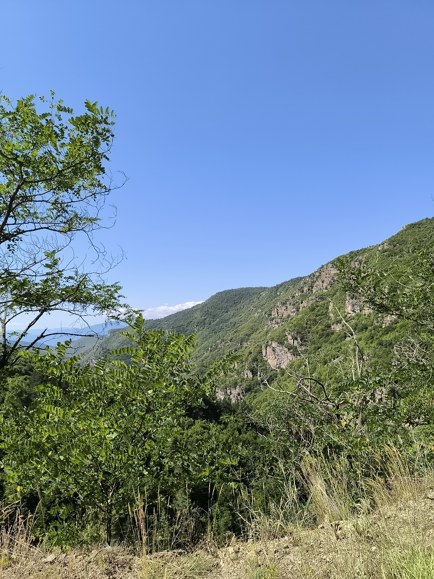 The image depicts a mountainous landscape under a clear blue sky. In the foreground, lush green foliage of trees and shrubs dominates, with some dry grass and earth visible at the bottom. To the right, a steep, densely vegetated mountainside rises, with rocky outcrops peeking through the greenery. In the distance, layers of mountains recede, veiled in a light haze. The scene appears to be a natural, outdoor setting, likely a viewpoint overlooking a valley or mountain range. Based on the context of Kovachevitsa, Bulgaria, this image likely captures a view of the surrounding natural beauty near the historic village, showcasing its mountainous terrain. There are no people or specific objects of interest other than the natural environment.