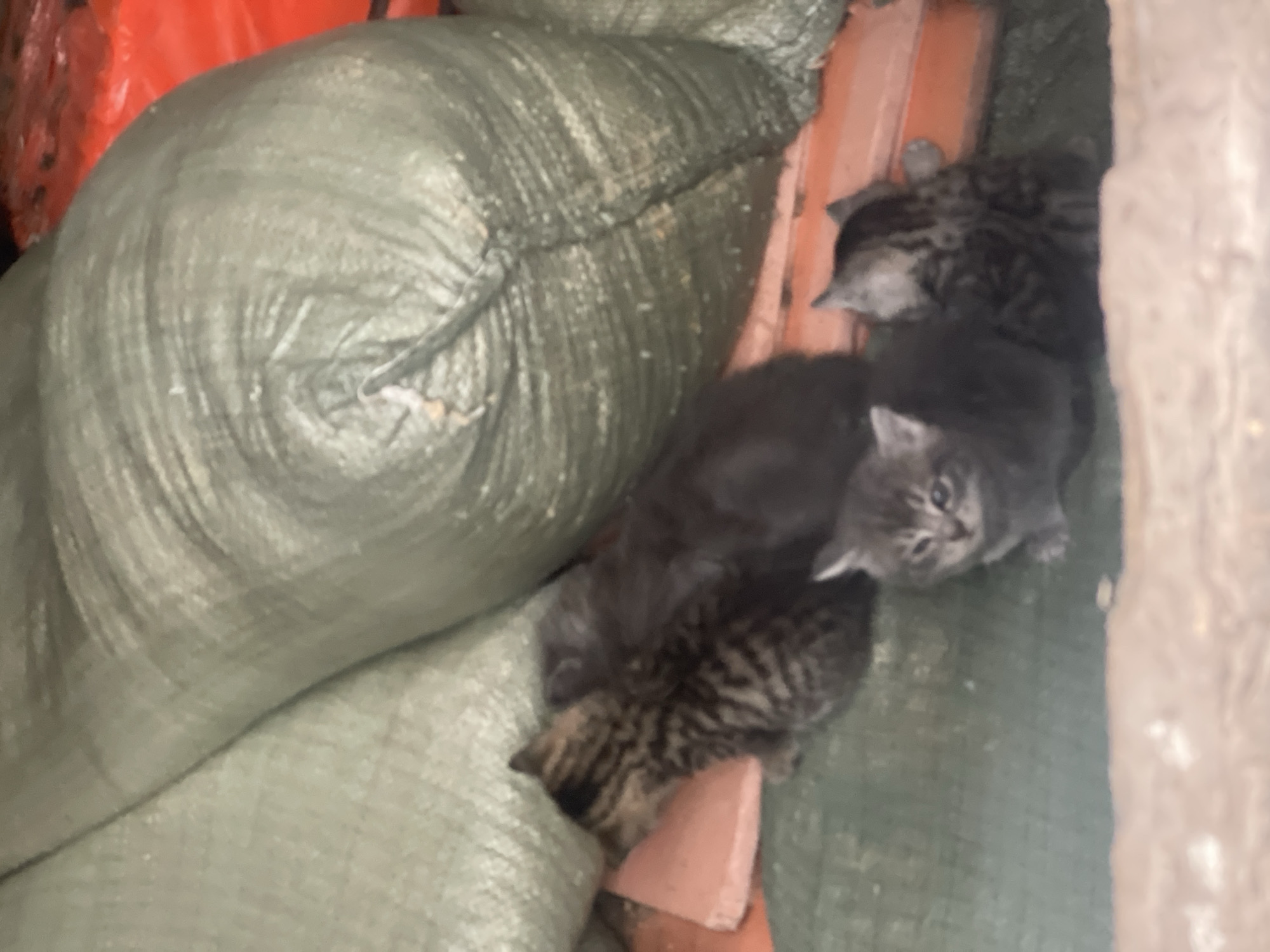 The image shows a group of kittens nestled among large, green sacks and some red construction materials. There are at least four kittens visible. The sacks appear to be stacked, and the area looks like it could be a storage space or a makeshift shelter. The location is Olginka, Russia.
