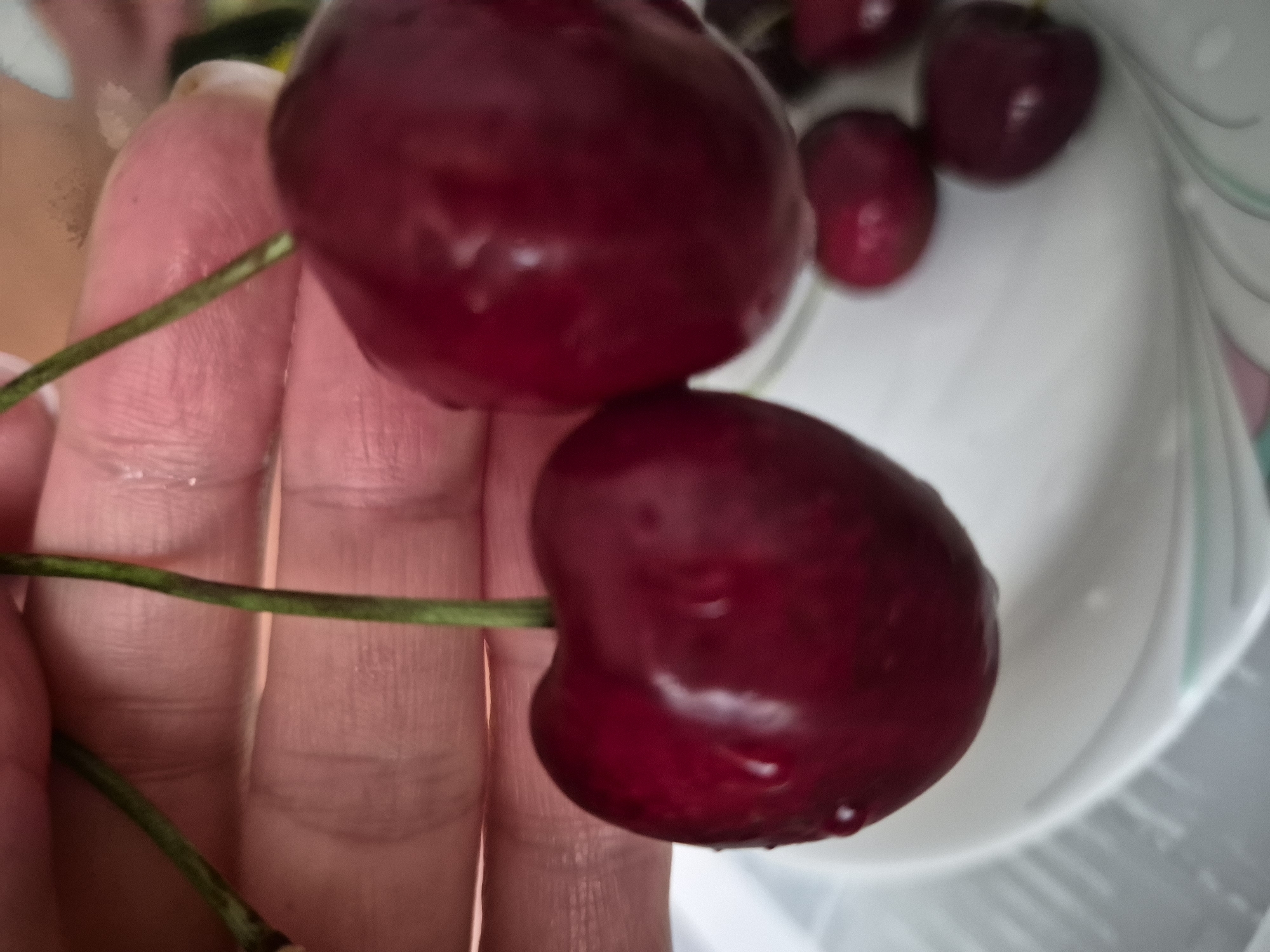 A close-up, eye-level shot focuses on a person's hand holding two dark red cherries with green stems. The cherries are glossy and have water droplets on their surfaces. A white plate with a decorative edge is visible in the background, holding several more cherries. The lighting is bright, highlighting the texture and color of the fruit. The environment appears to be indoors, possibly a kitchen or dining area. The scene is static with no discernible action or interaction taking place.