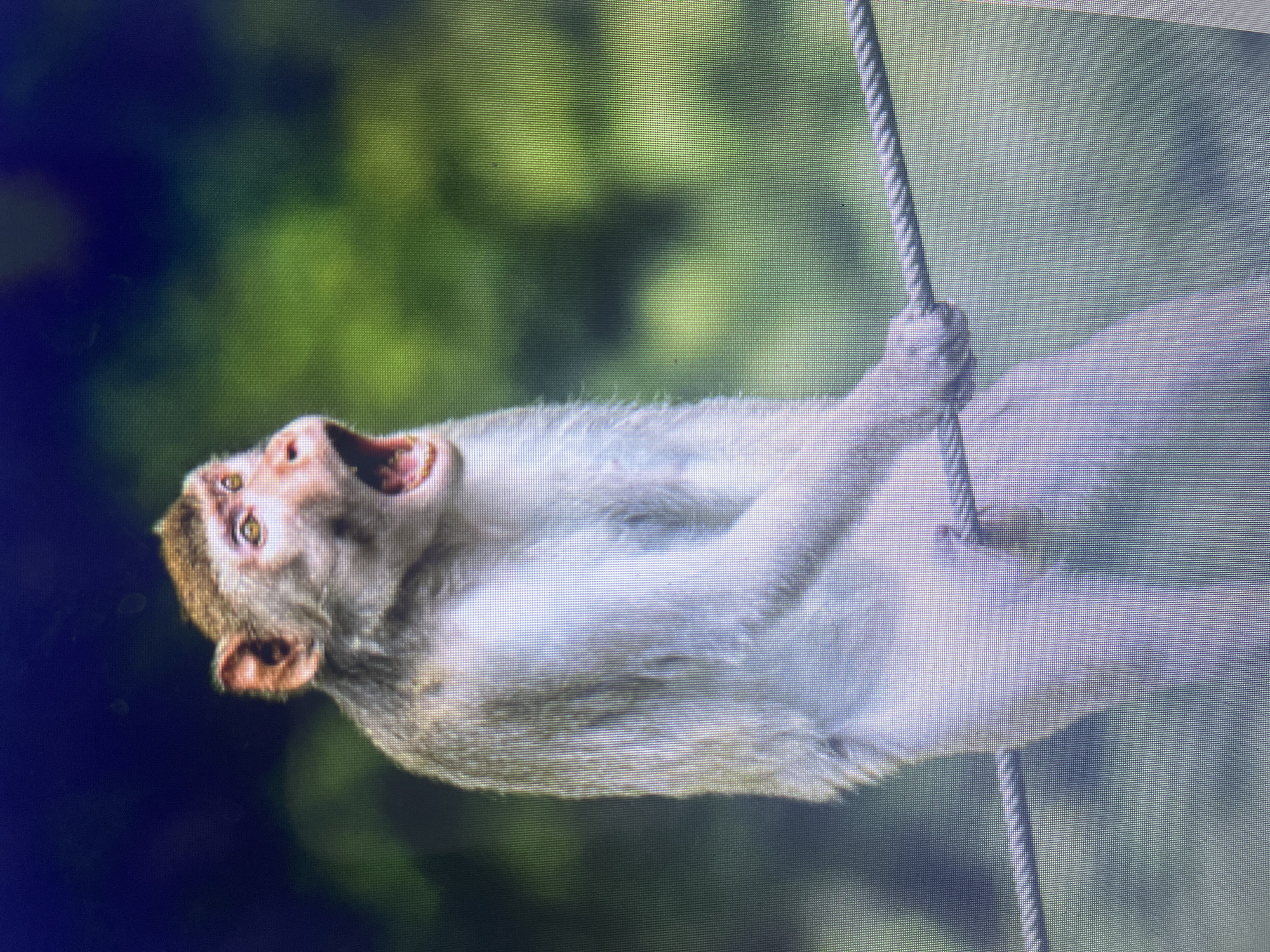A monkey with its mouth wide open is gripping a thick, braided cable with its right hand. The monkey's fur is light brown and grey, and its face has prominent yellow eyes and a pinkish nose. It is positioned centrally in the frame, with its body facing slightly to the left. The background consists of blurred green foliage and dark blue, suggesting an outdoor environment, possibly a park or zoo. The image is captured from a medium distance, with the monkey filling a significant portion of the frame. The cable the monkey is holding appears to be part of a suspension or railing system. There is no discernible indication of the city of Stary Oskol, Russia.