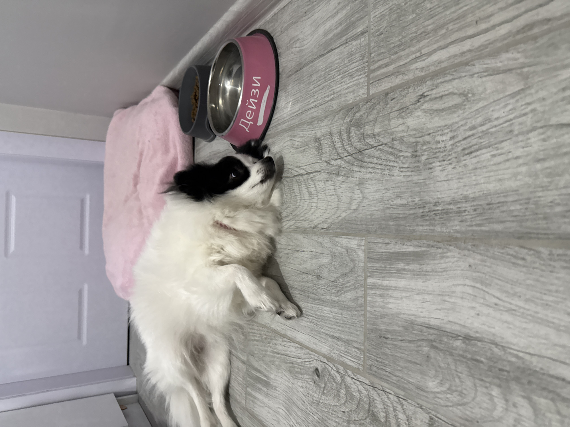 An indoor scene, likely a home in Stara Zagora, Bulgaria, shows a small to medium-sized dog relaxing on a light grey, wood-patterned floor. The dog has fluffy white fur with prominent black markings on its head and ears. It is lying on its back with its belly facing upwards, paws casually resting, and its head slightly turned as if looking up or to the side.
Next to the dog are two pet bowls. One is a grey bowl filled with dry kibble, and the other is a pink bowl with a shiny metallic insert, presumably for water. The pink bowl clearly displays the name "ДЕЙЗИ" (DEIZI), written in white Cyrillic letters, indicating the dog's name is Daisy. Partially visible behind the dog and bowls is a soft, pink blanket or pet bed, suggesting a comfortable spot for the animal. In the background, to the left, a portion of a white interior door is visible. The overall ambiance is peaceful, portraying a contented pet at rest in a domestic setting.