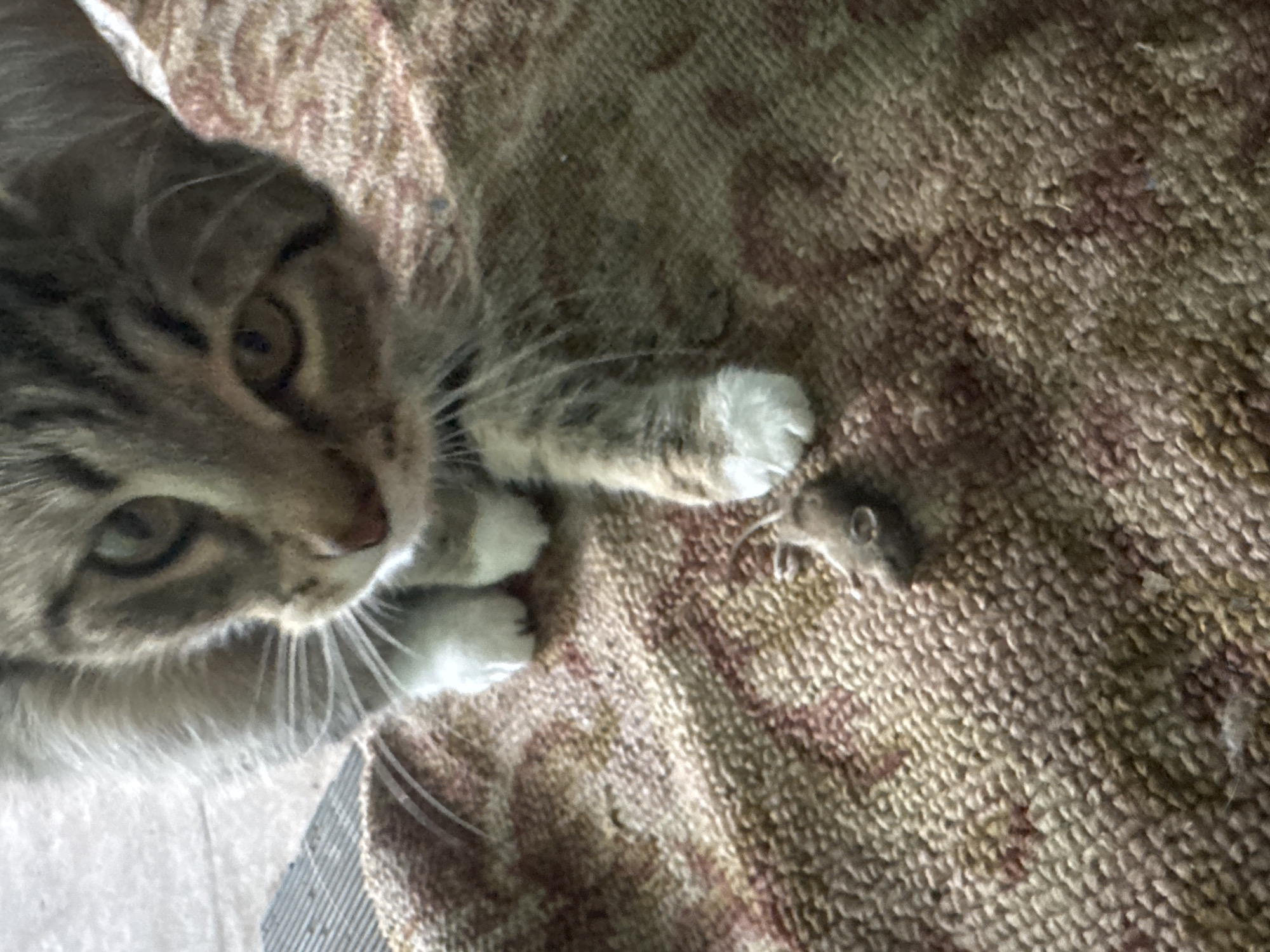 The image shows a close-up of a tabby cat's face, with its head tilted as if observing something. The cat has green eyes and distinctive dark stripes on its forehead and cheeks. Its fur is a mix of gray and brown. To the right of the cat's head, on a textured, woven surface that appears to be a rug or carpet with a pattern of muted colors, lies a very small mouse. The cat's paw, with white fur on its toes, is extended towards the mouse, suggesting an interaction or a moment of paused hunting. The lighting suggests it is daytime, possibly indoors. There is no visible text in the image. The setting appears to be a domestic environment. The overall mood conveyed is one of natural predatory instinct and quiet observation.