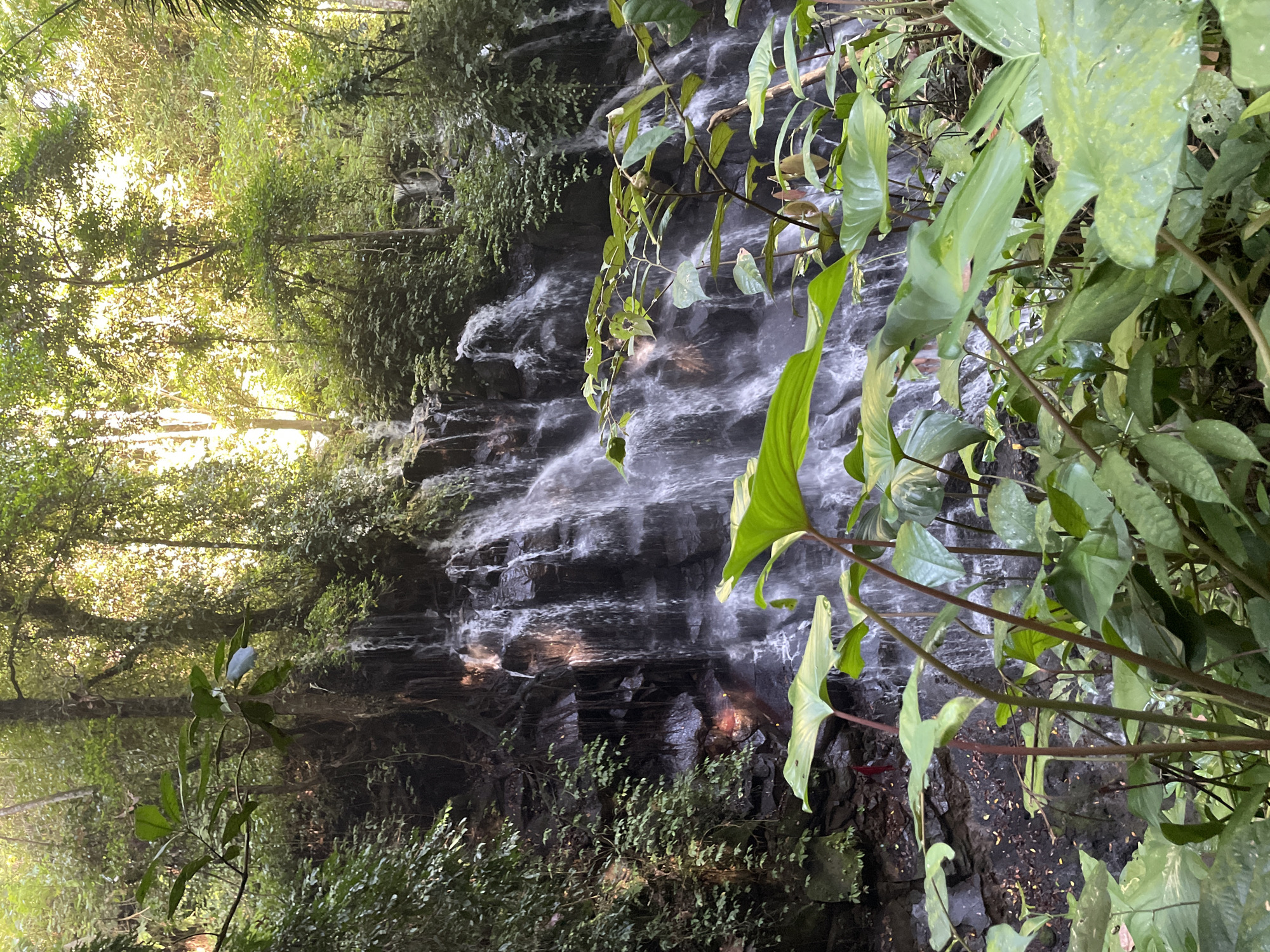 The image shows a tiered waterfall cascading over dark rocks in a lush, tropical environment, likely in Gianyar, Indonesia. Various green plants, including large-leaved philodendrons, are in the foreground. Sunlight filters through the dense tree canopy above. The water appears to be moving rapidly, with a slight blur indicating motion. The rocks appear to be naturally formed and dark in color. The environment is damp and heavily vegetated.