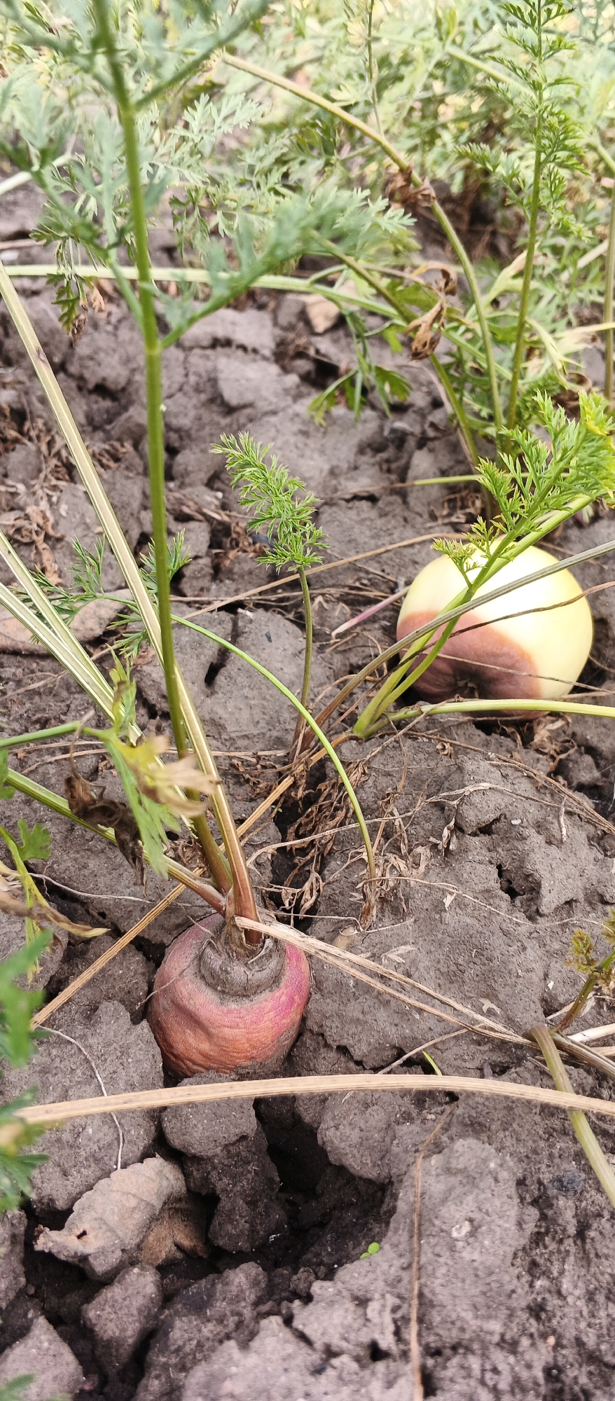 An overhead, close-up shot shows a row of young carrot plants growing in dark, cracked soil. A large, round, light-colored object with reddish-brown patches is visible between the plants, slightly to the right of center. The soil is loose and dry, with a few small stones scattered throughout. The carrot plants have thin, green leaves and some have visible roots exposed. The scene appears to be a garden or farm field.